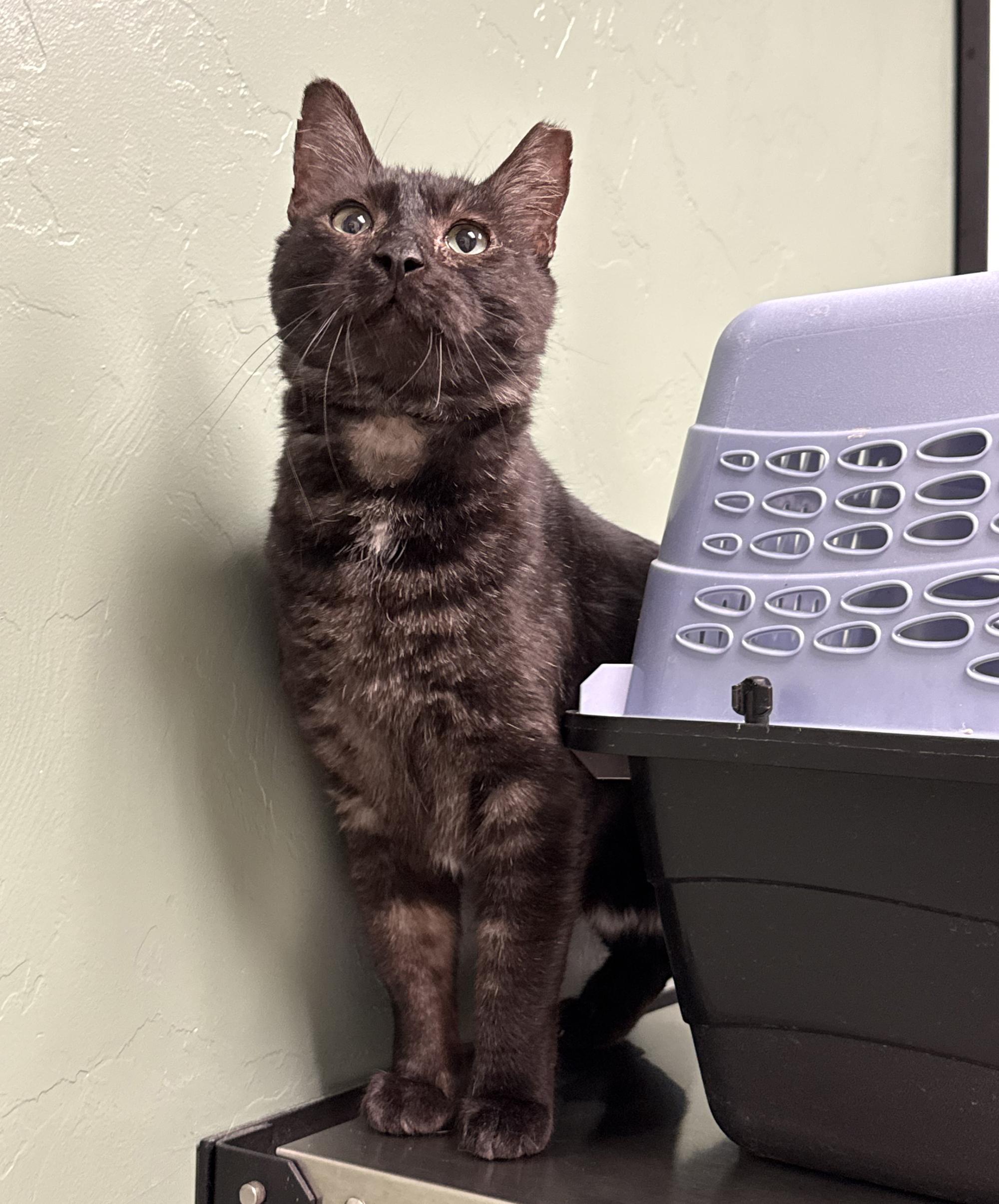 Enlarge Feliks, an adopted Domestic Short Hair in Marana, AZ image 3/5