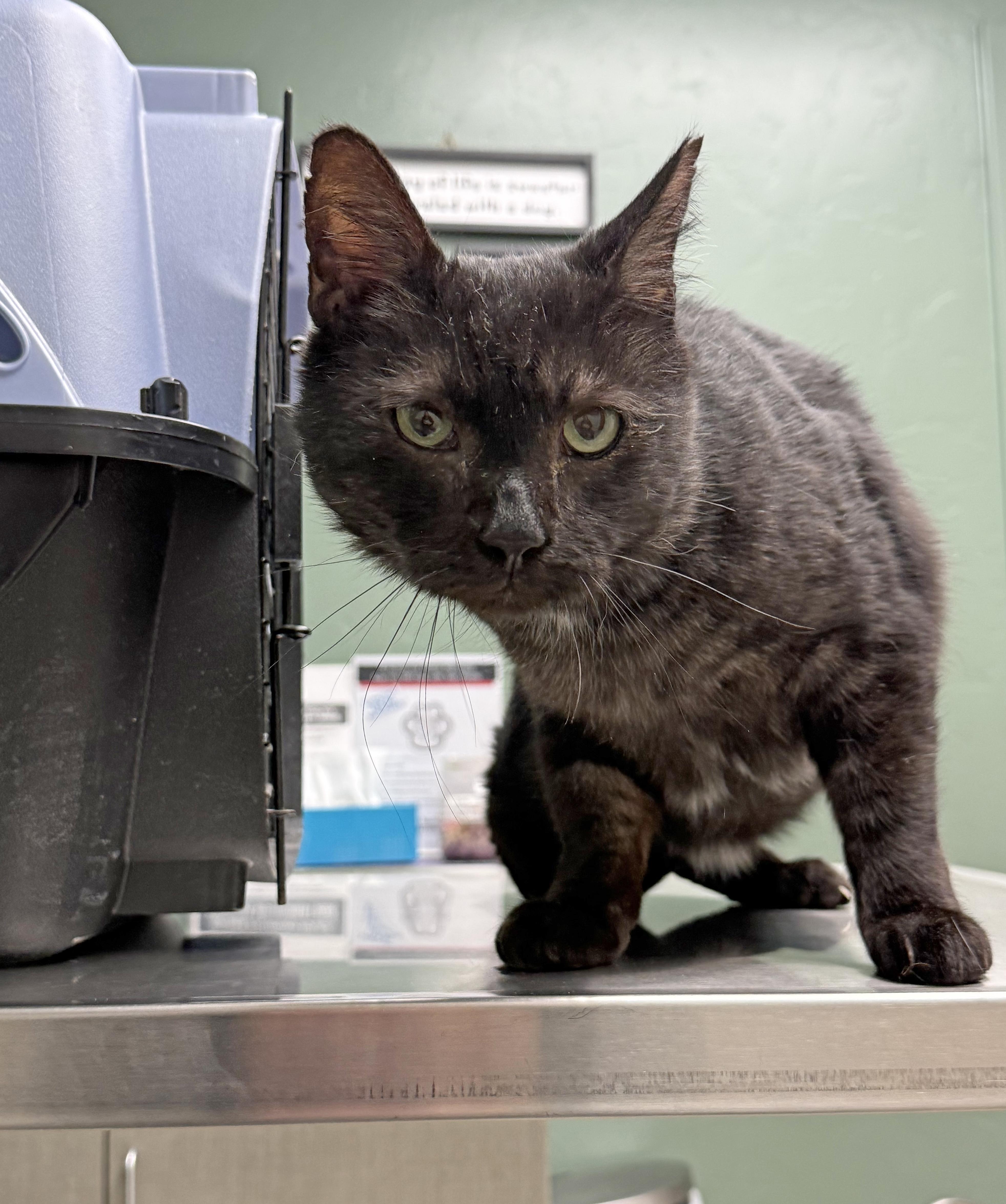 Enlarge Feliks, an adopted Domestic Short Hair in Marana, AZ image 5/5