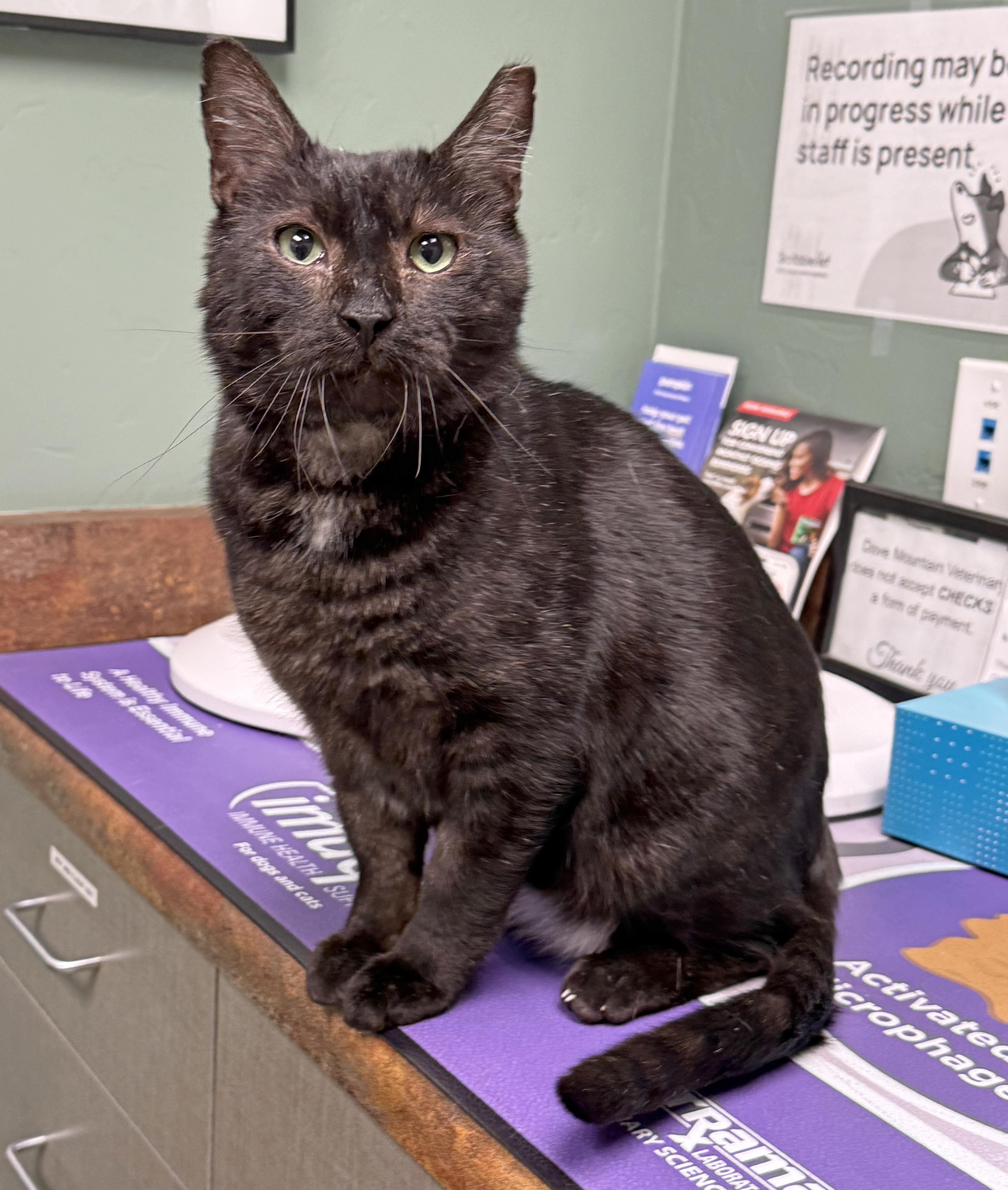 Feliks, adopted, Senior Male Domestic Short Hair.