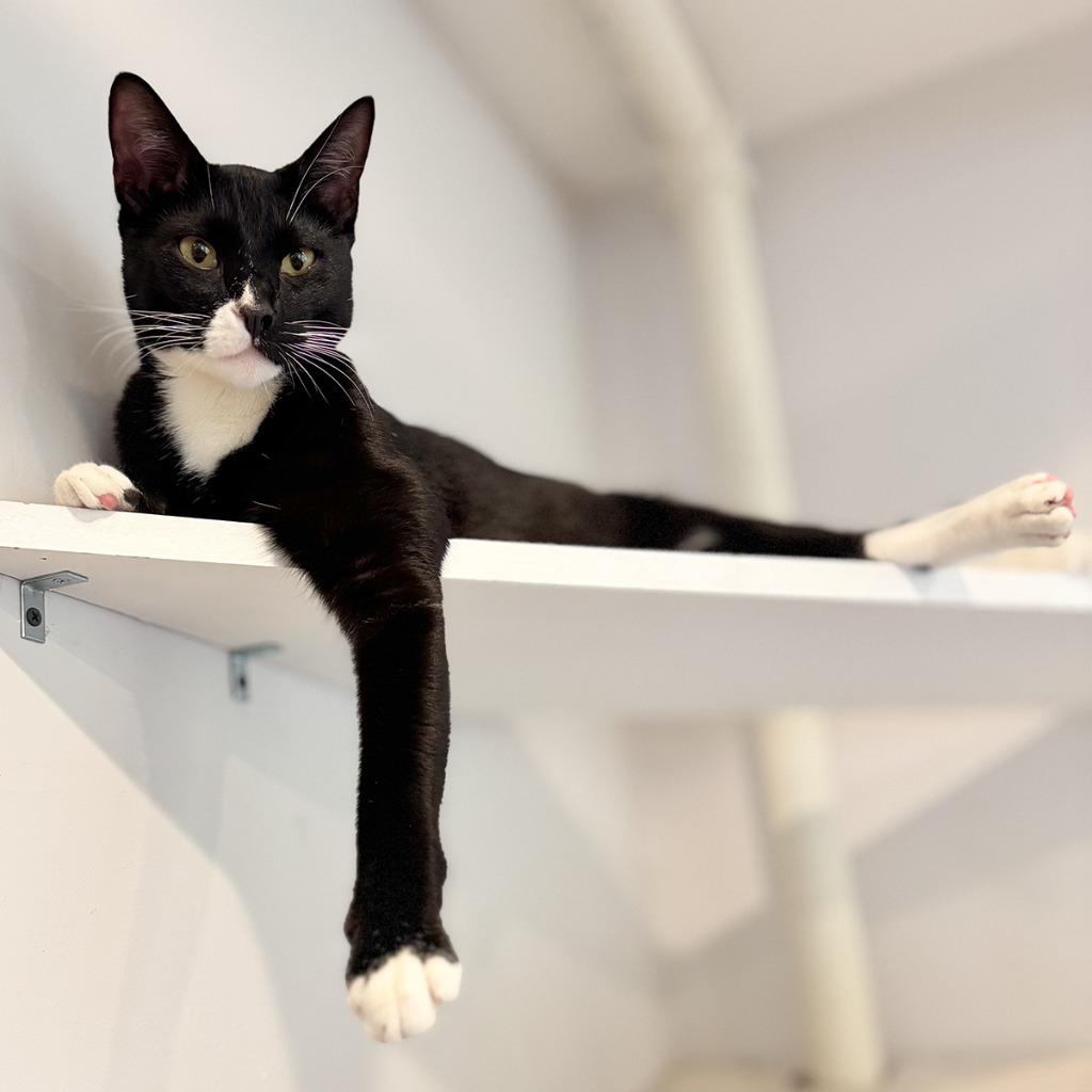 Enlarge Paco, a Adopted mixed breed in Brooklyn, NY image 1/3