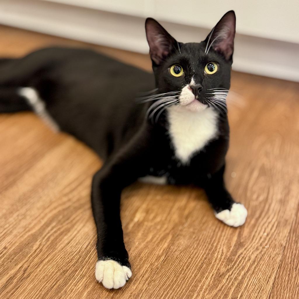 Enlarge Paco (meet me in foster care!), a Adoptable mixed breed in Brooklyn, NY image 1/3