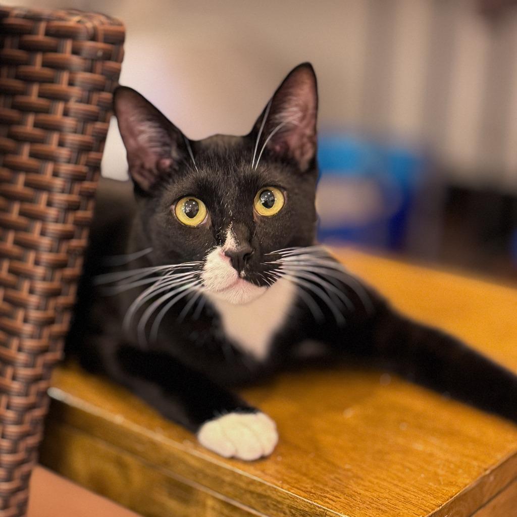 Enlarge Paco (meet me in foster care!), a Adoptable mixed breed in Brooklyn, NY image 3/3