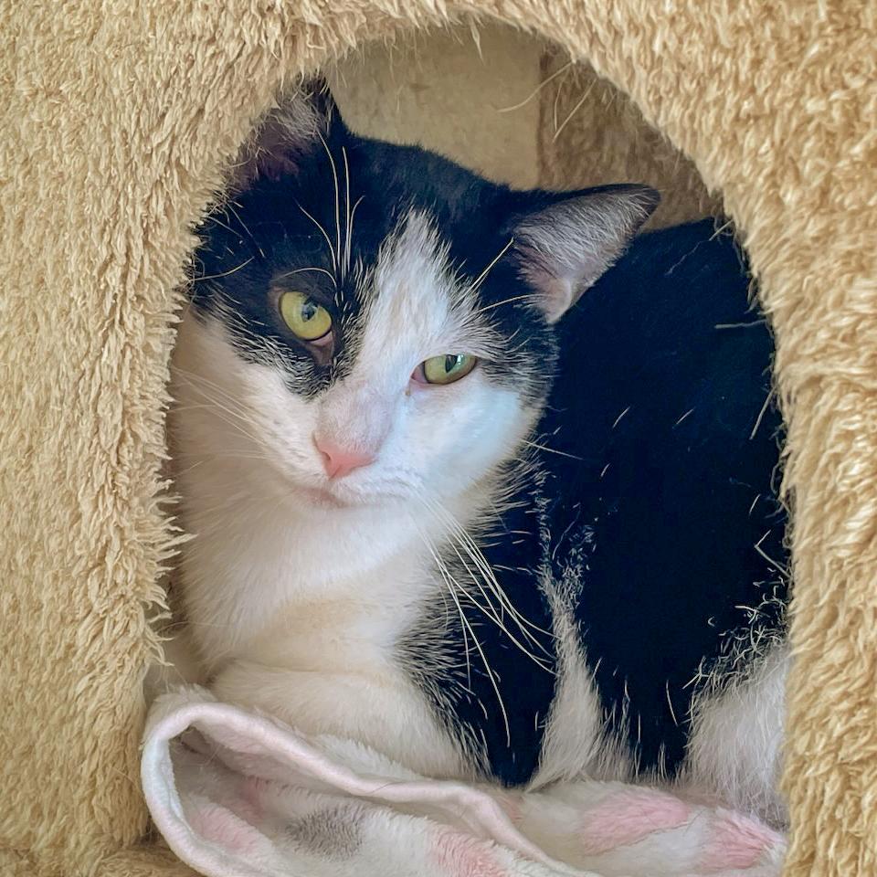 Enlarge Tuesday, a Adoptable mixed breed in Huntley, IL image 5/6