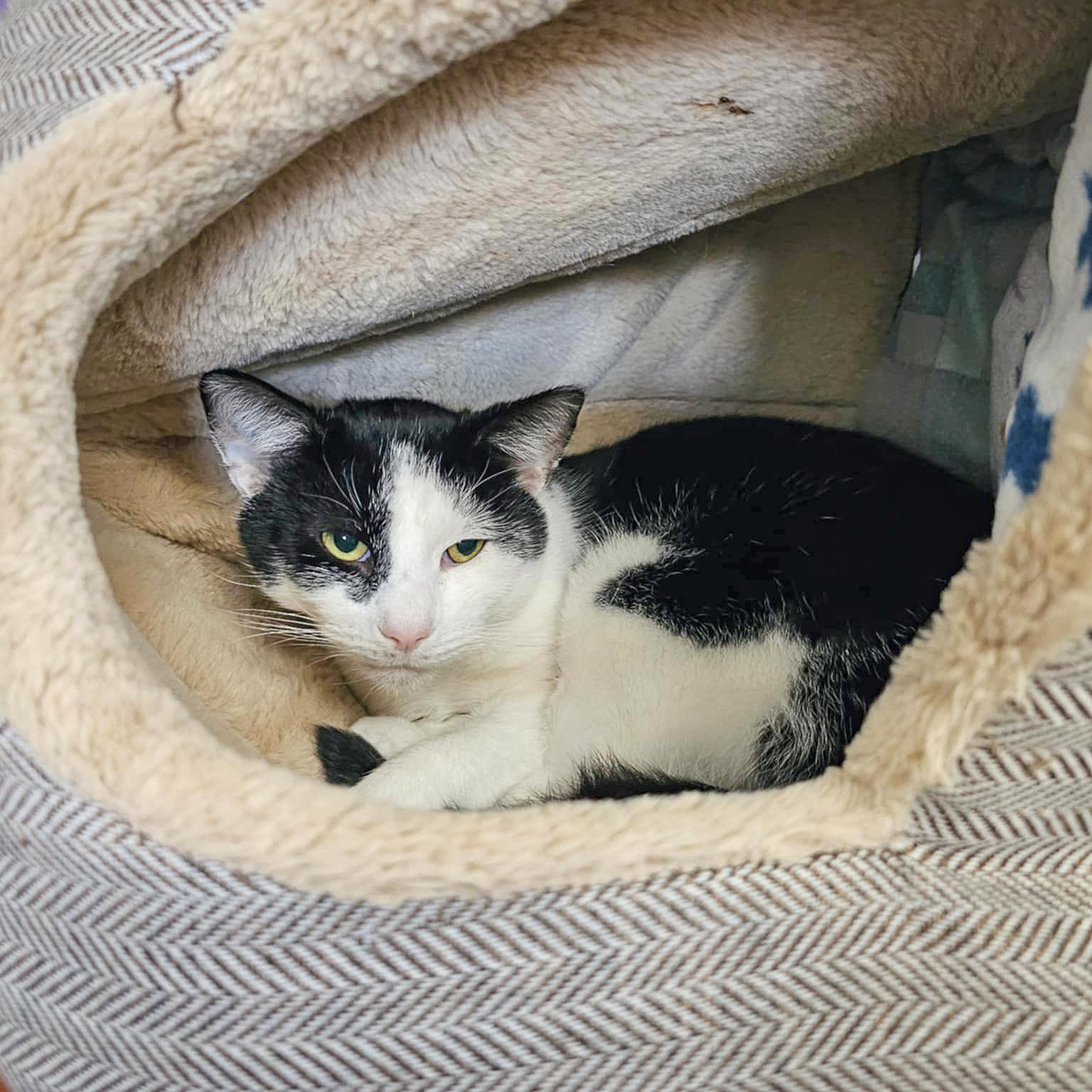 Enlarge Tuesday, a Adoptable mixed breed in Huntley, IL image 6/6