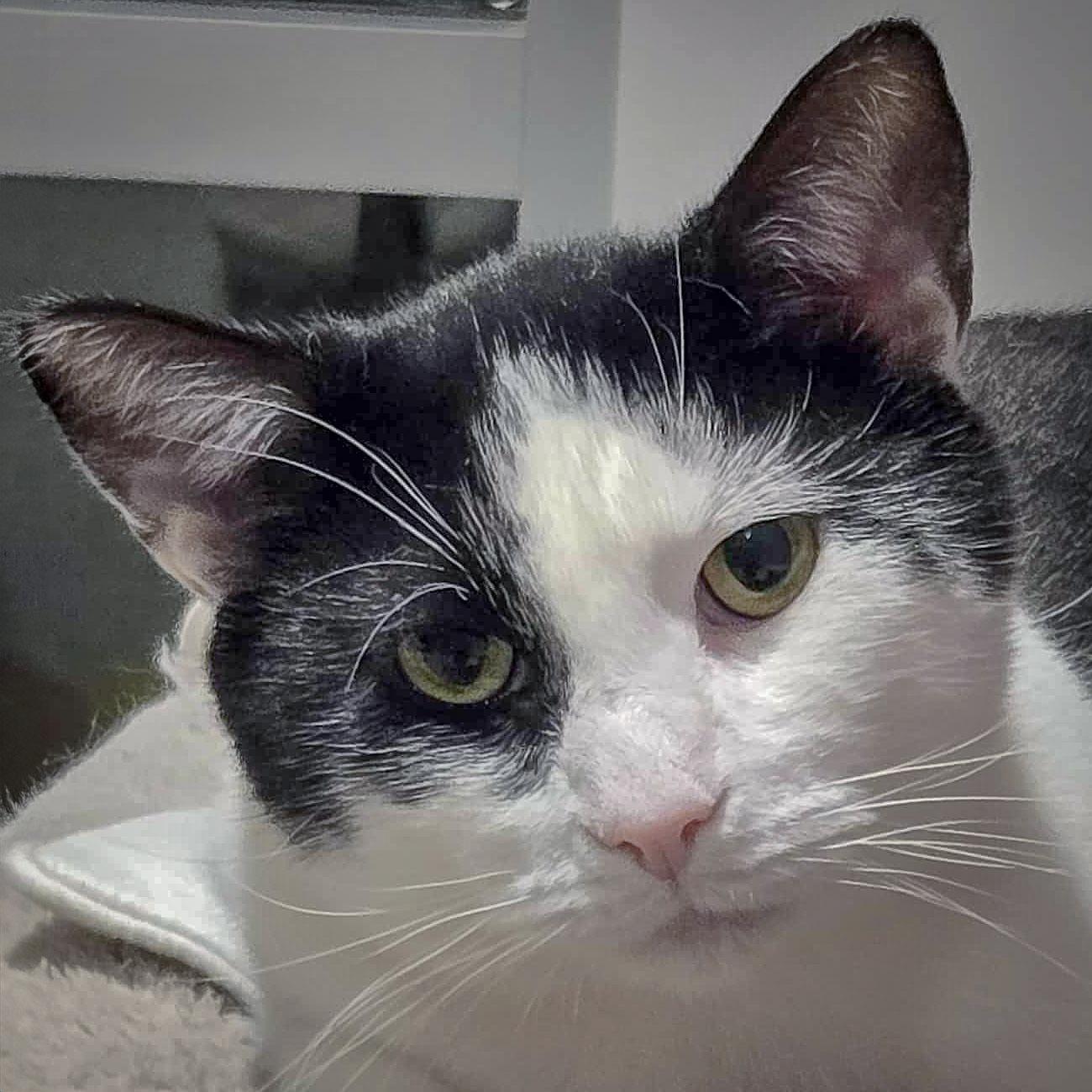 Enlarge Tuesday, a Adoptable mixed breed in Huntley, IL image 1/6