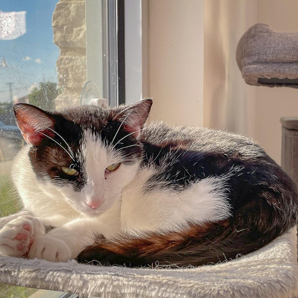 Enlarge Tuesday, a Adoptable mixed breed in Huntley, IL image 3/6