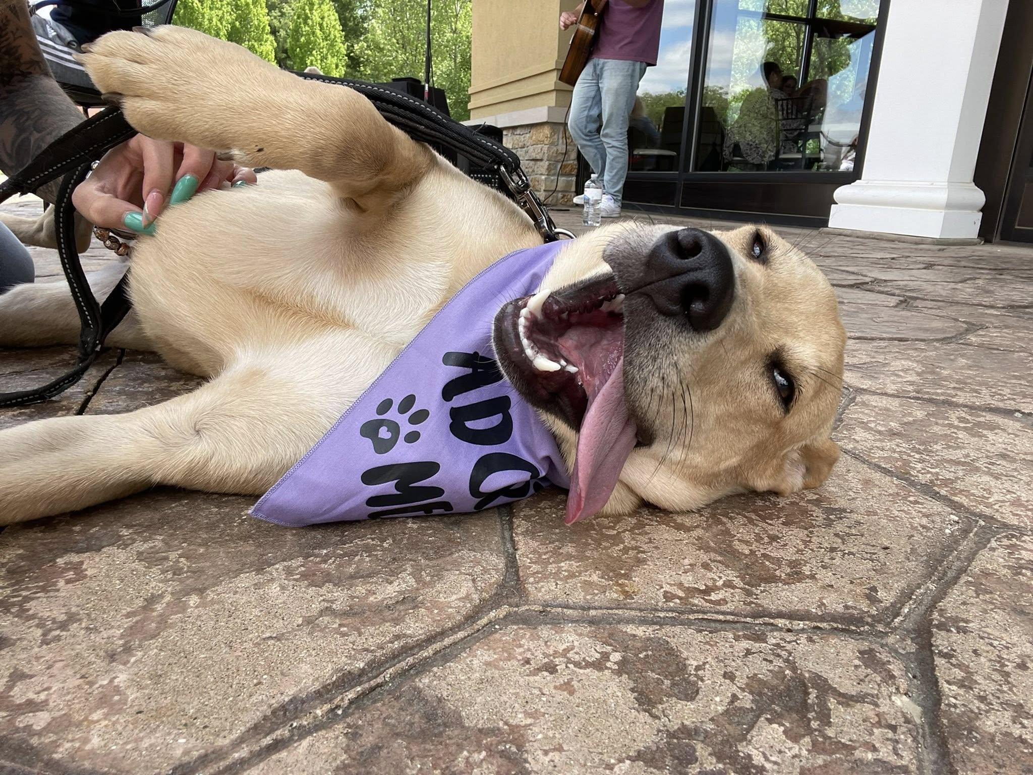 Biscuit, Adopted, Young Male Labrador Retriever & Mixed Breed.