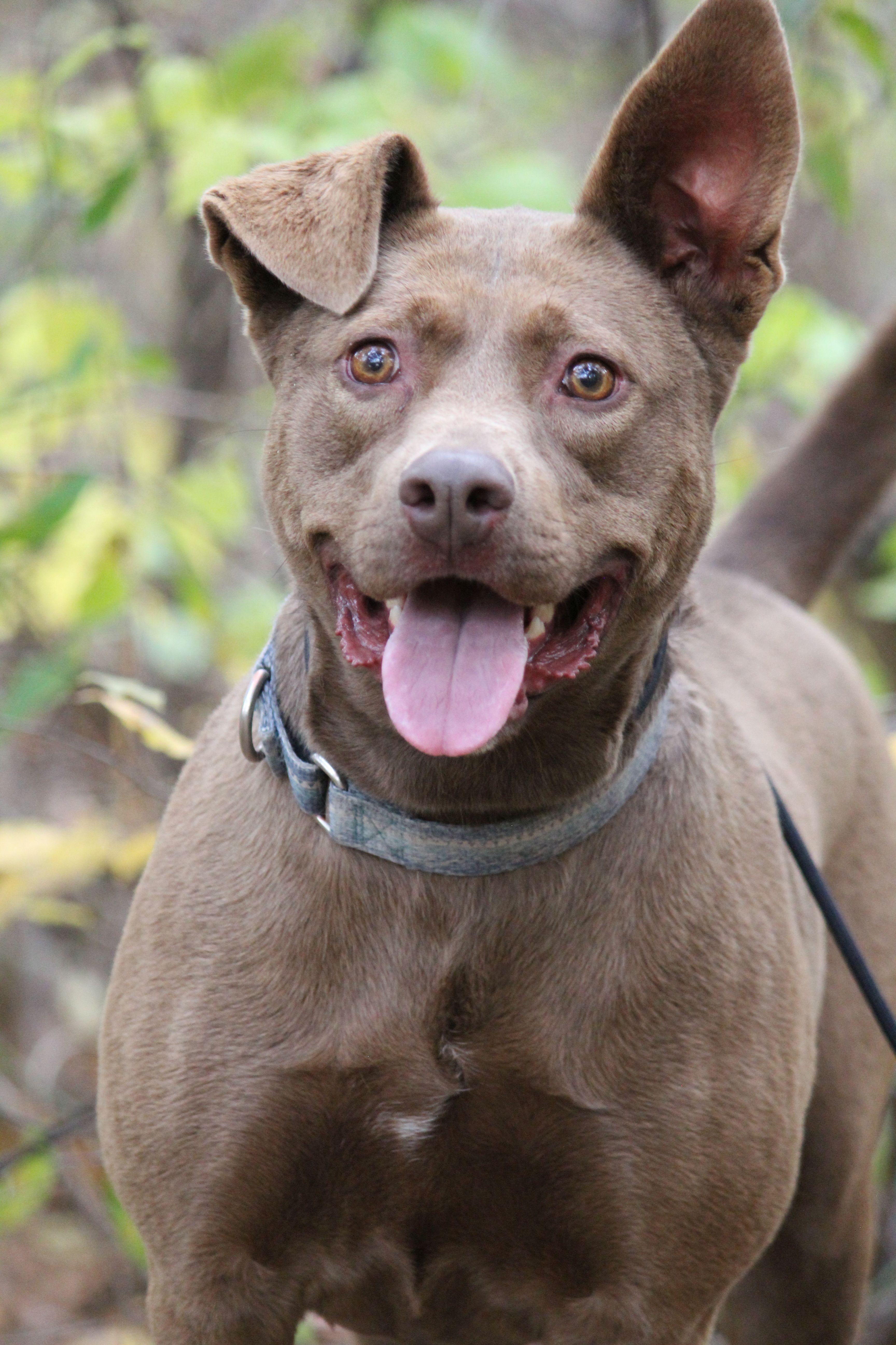 Halle, a Adoptable mixed breed in Portage, WI image 1/3