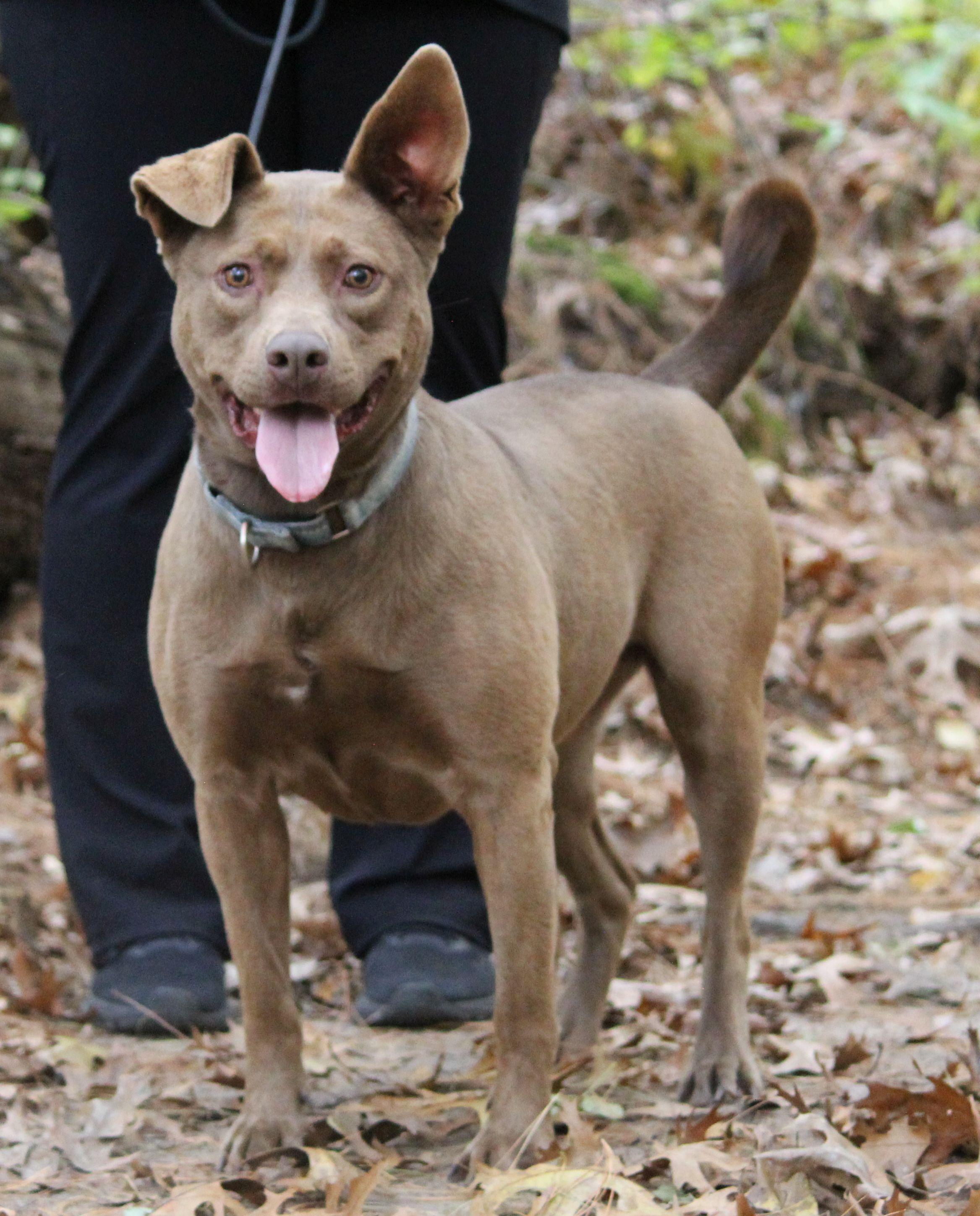 Halle, a Adoptable mixed breed in Portage, WI image 2/3