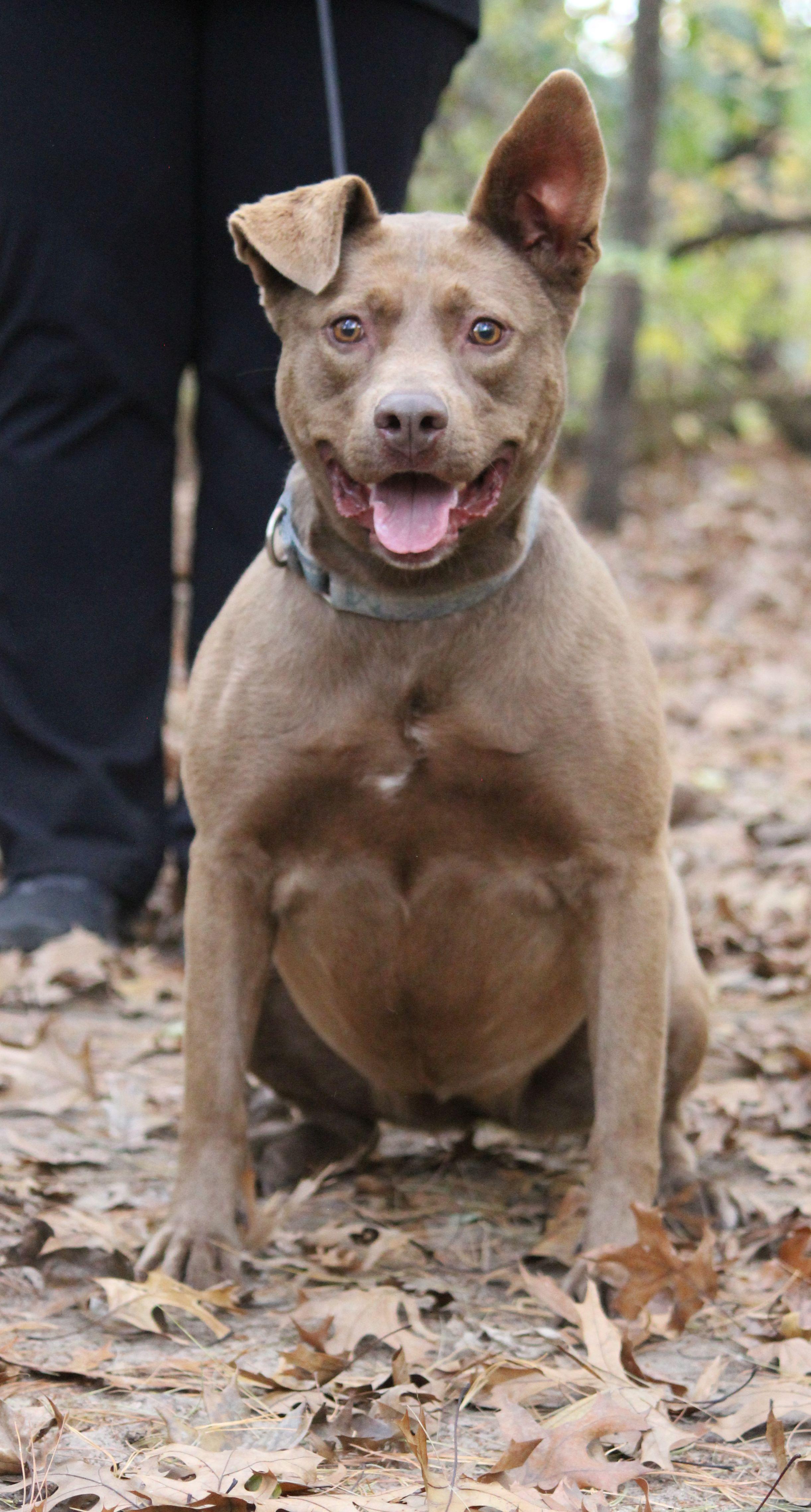 Halle, a Adoptable mixed breed in Portage, WI image 3/3