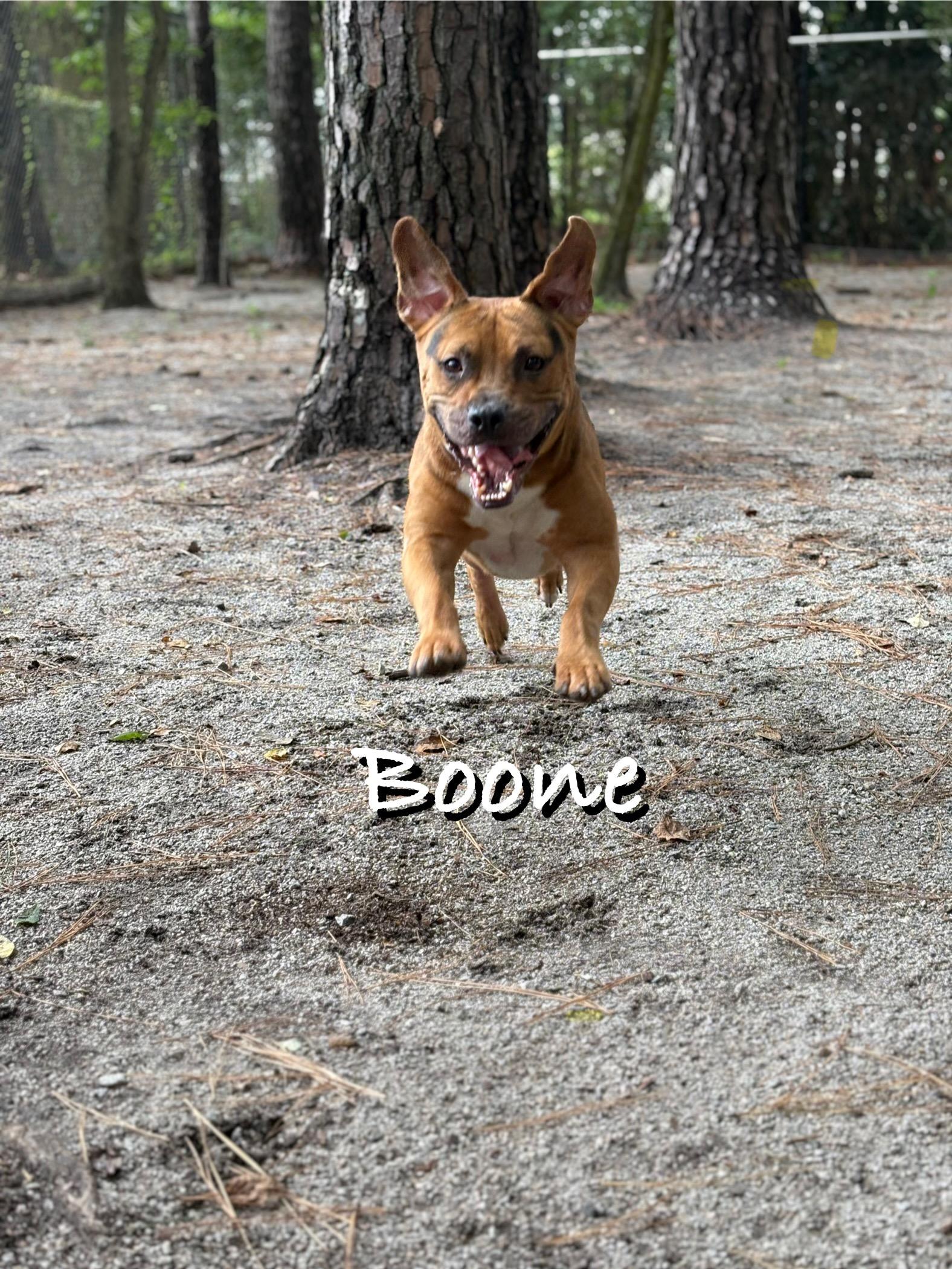 Boone