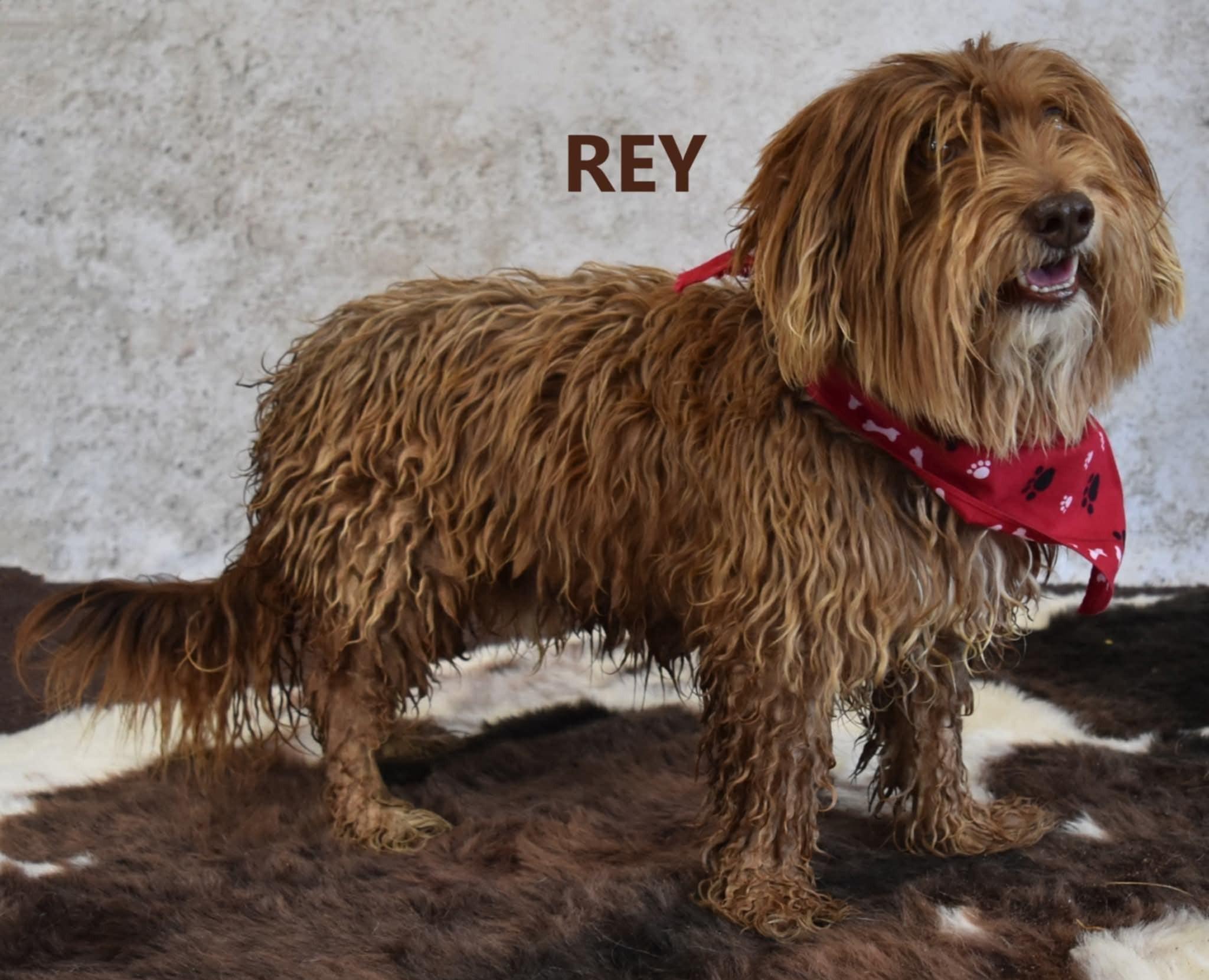 Rey Jones thumbnail 3