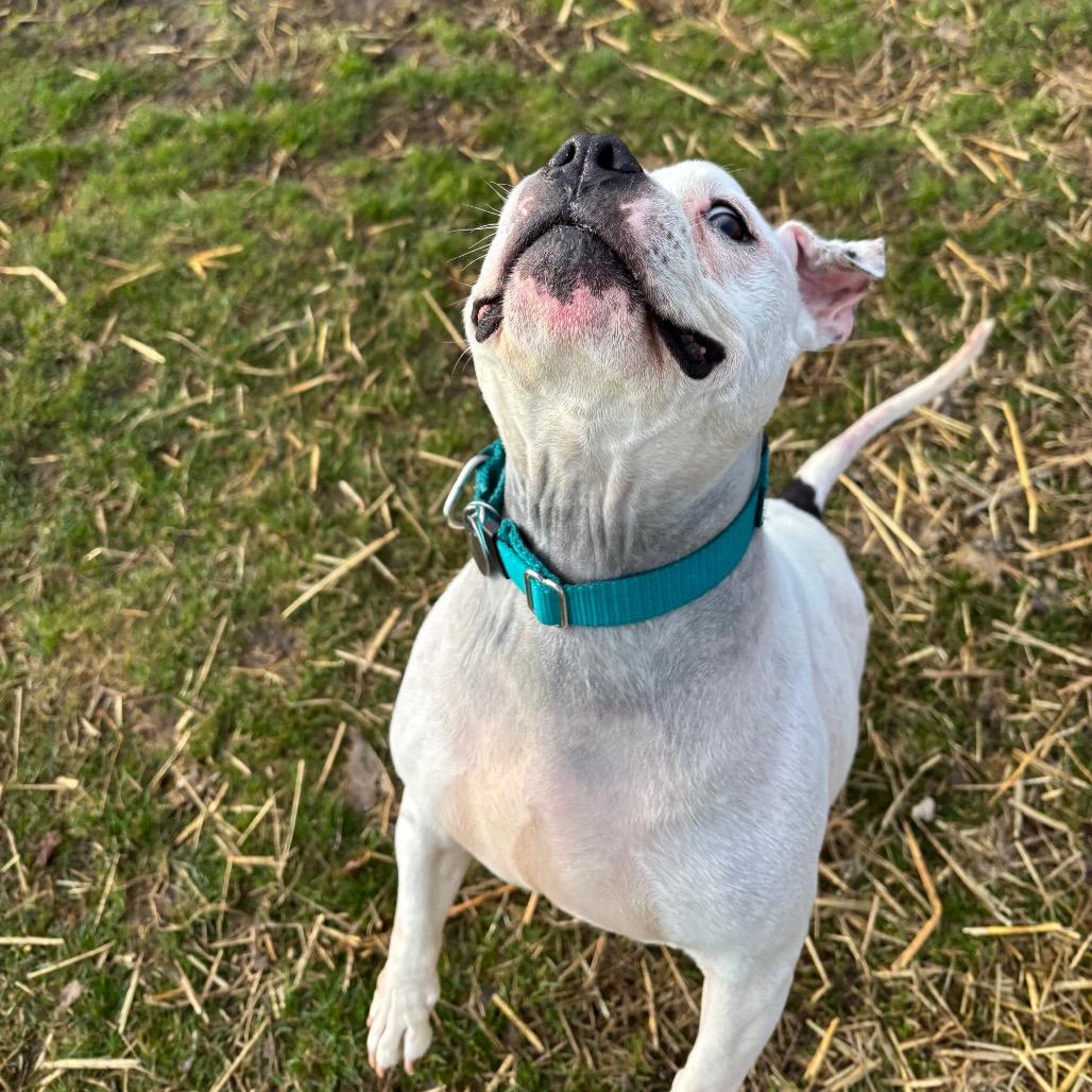 Lumi, Adoptable, Senior Female Terrier & Mixed Breed.