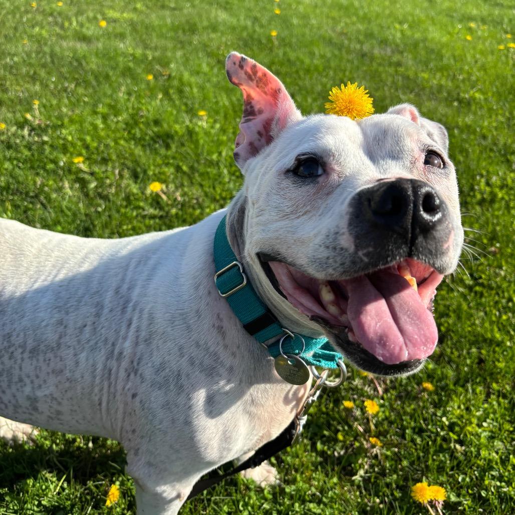 Lumi, a Adoptable mixed breed in Brookfield, WI image 6/6