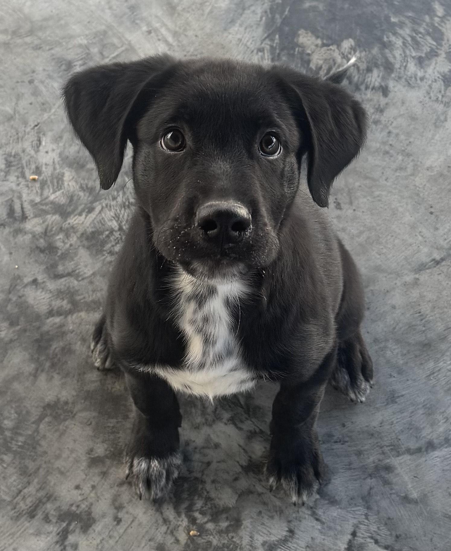 Enlarge Linus, an adopted mixed breed in Edinburg, VA image 1/2