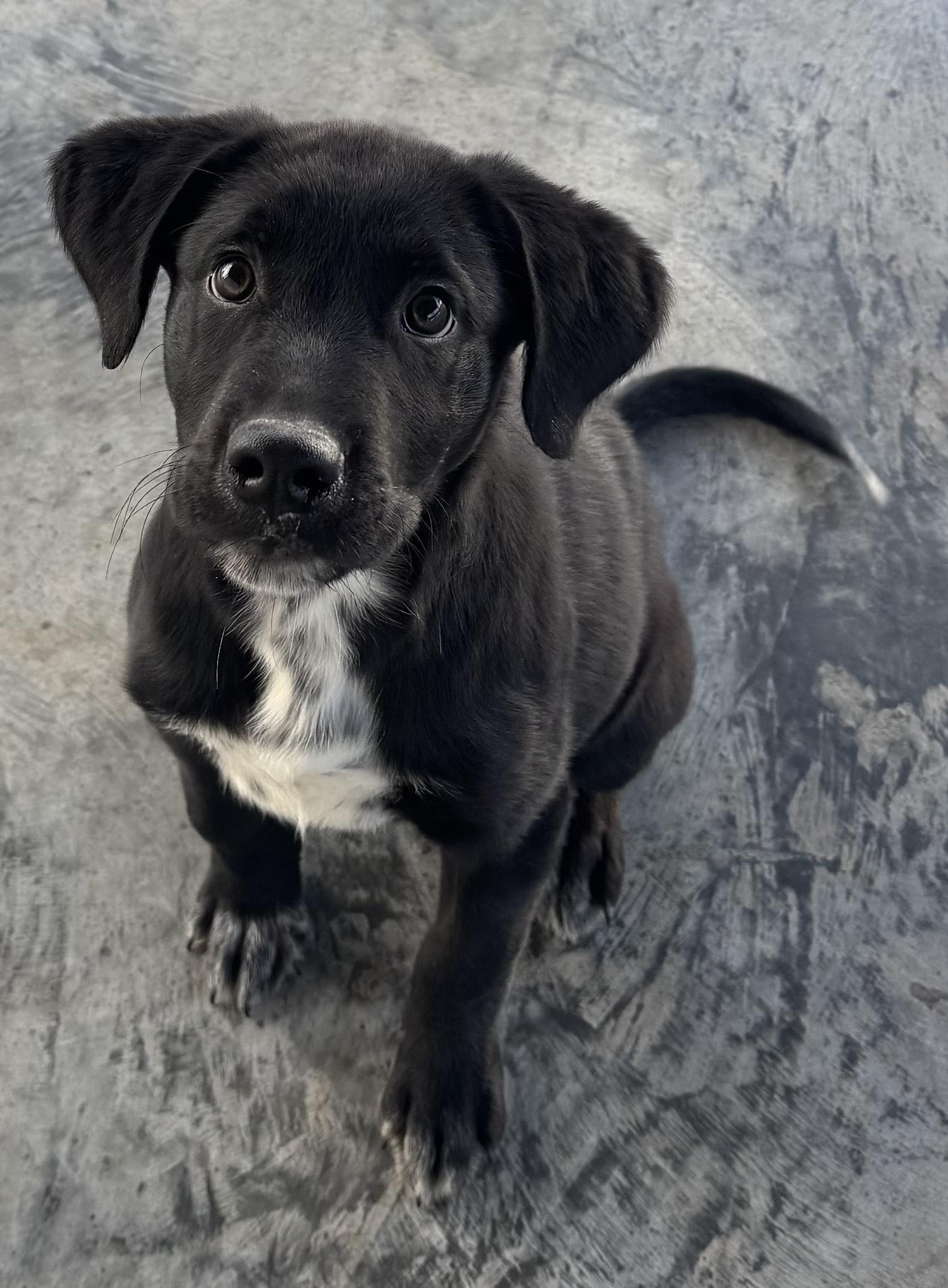 Enlarge Linus, an adopted mixed breed in Edinburg, VA image 2/2
