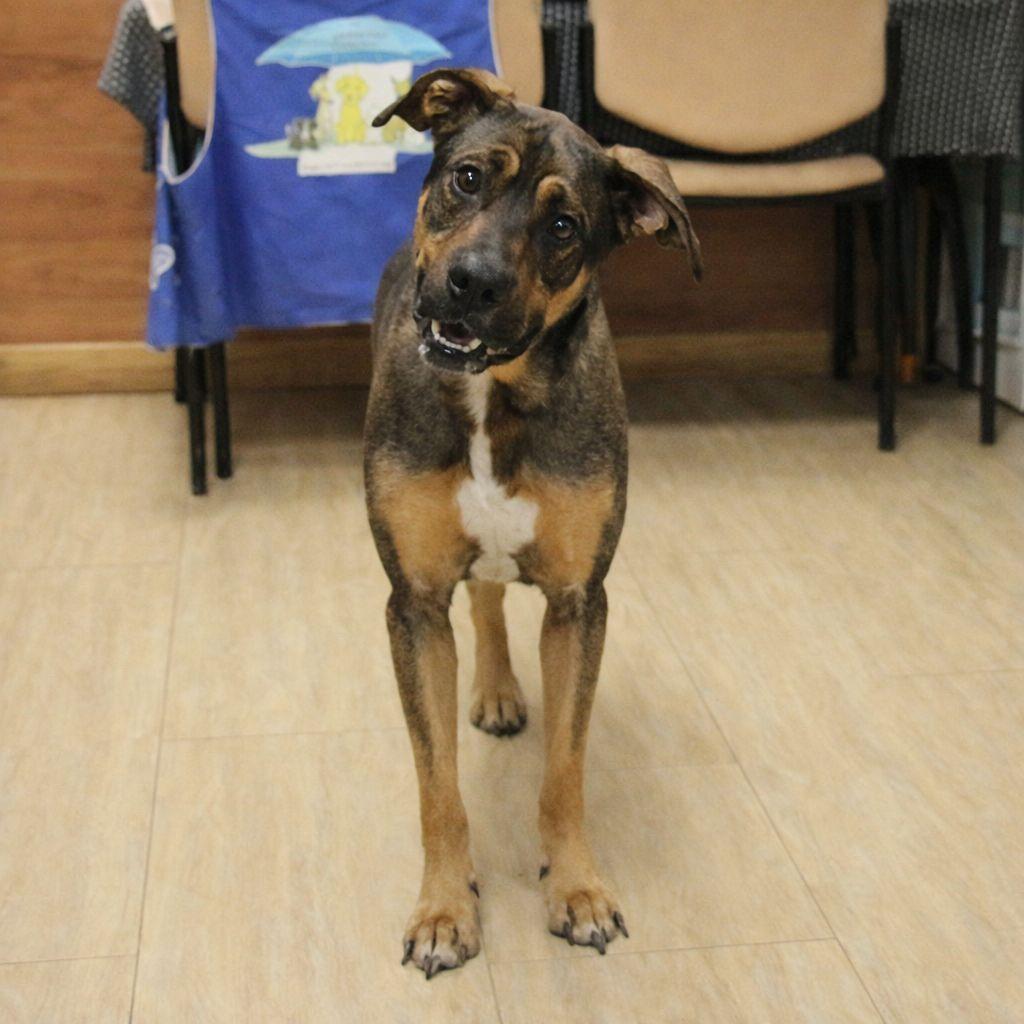 Jag, a Adoptable mixed breed in Plain City, OH image 1/5