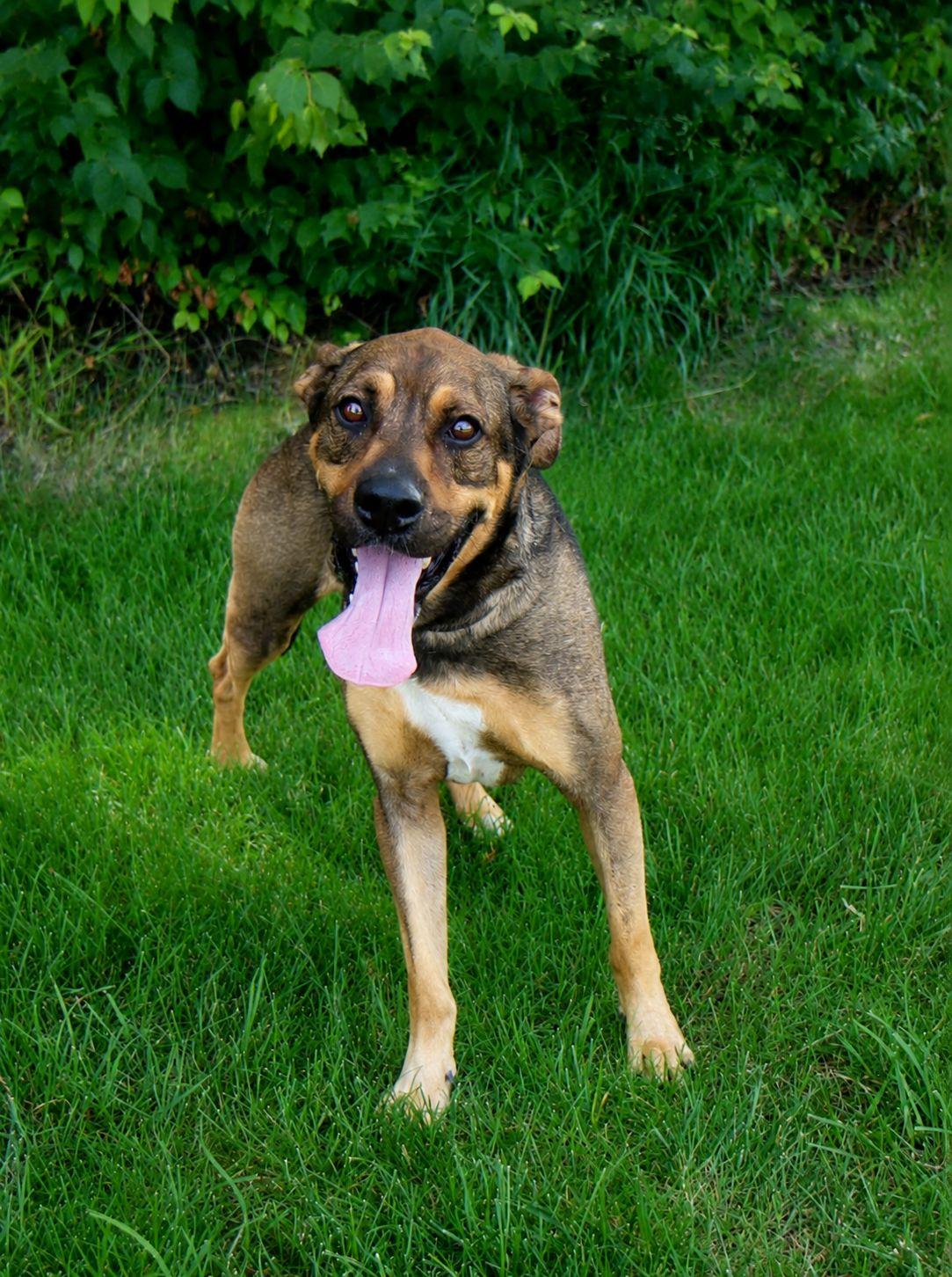 Jag, a Adoptable mixed breed in Plain City, OH image 2/5