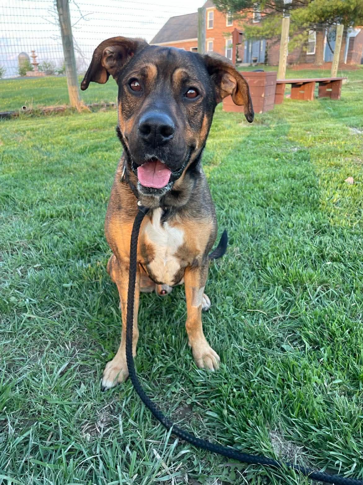 Jag, a Adoptable mixed breed in Plain City, OH image 3/5