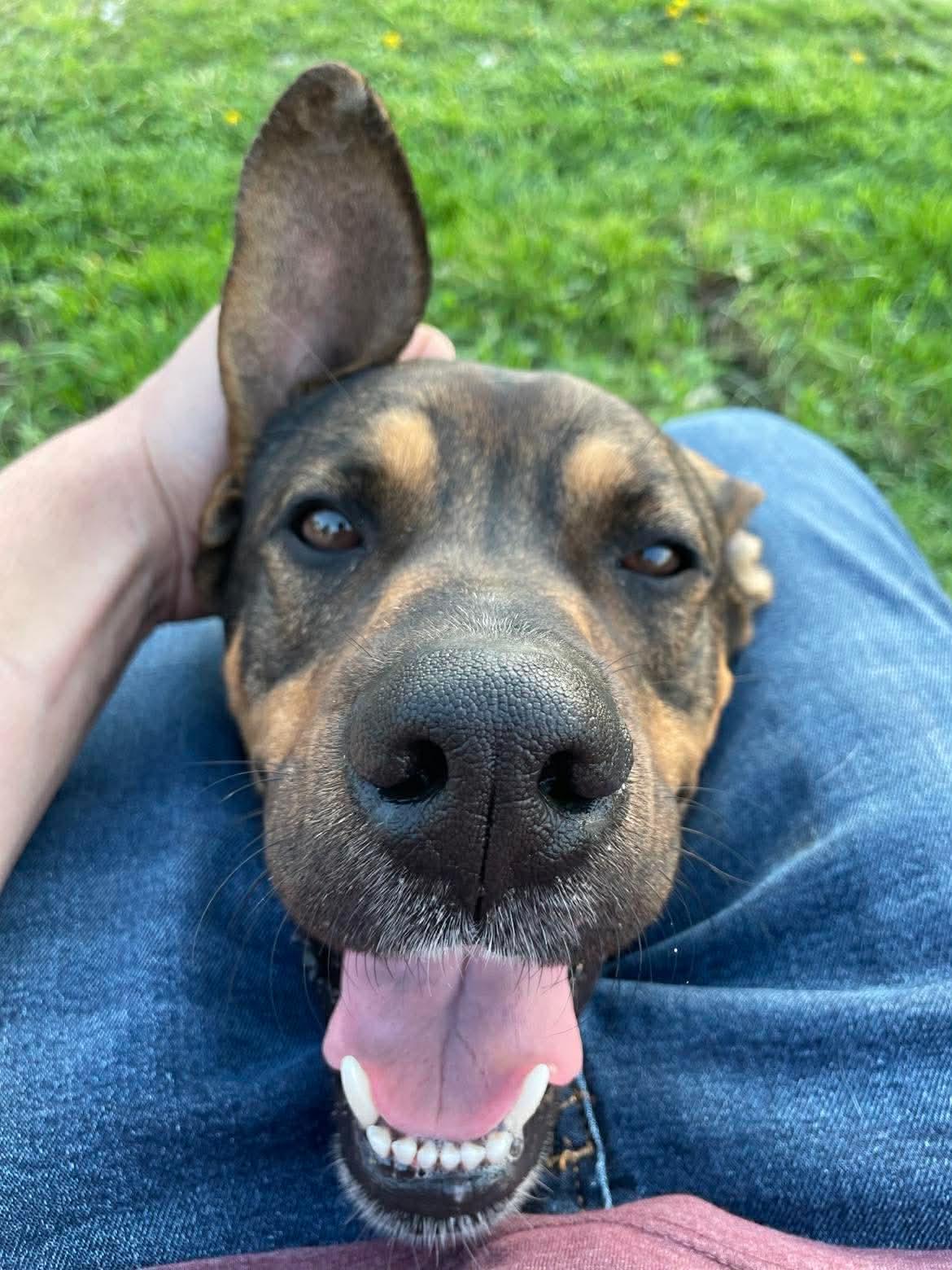Jag, a Adoptable mixed breed in Plain City, OH image 5/5