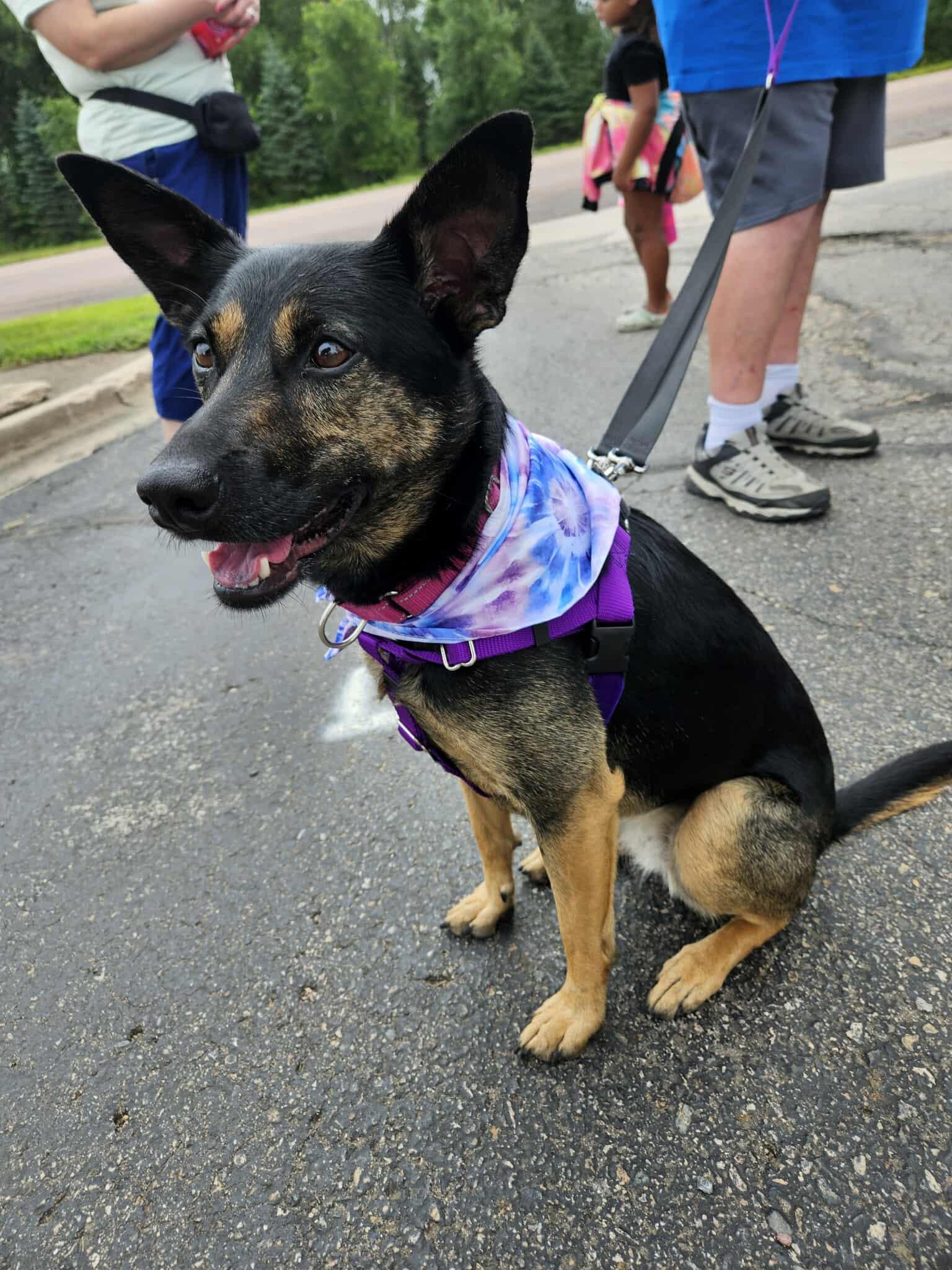 Millie, a Adoptable Mixed Breed in Sioux Falls, SD image 1/6