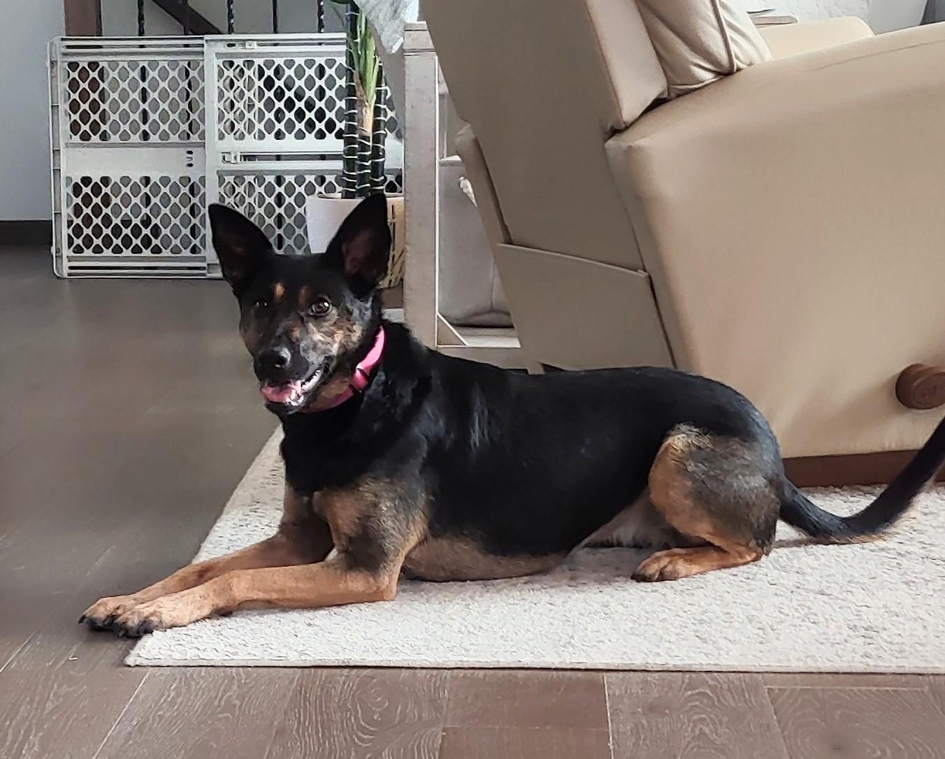 Millie, a Adoptable Mixed Breed in Sioux Falls, SD image 4/6