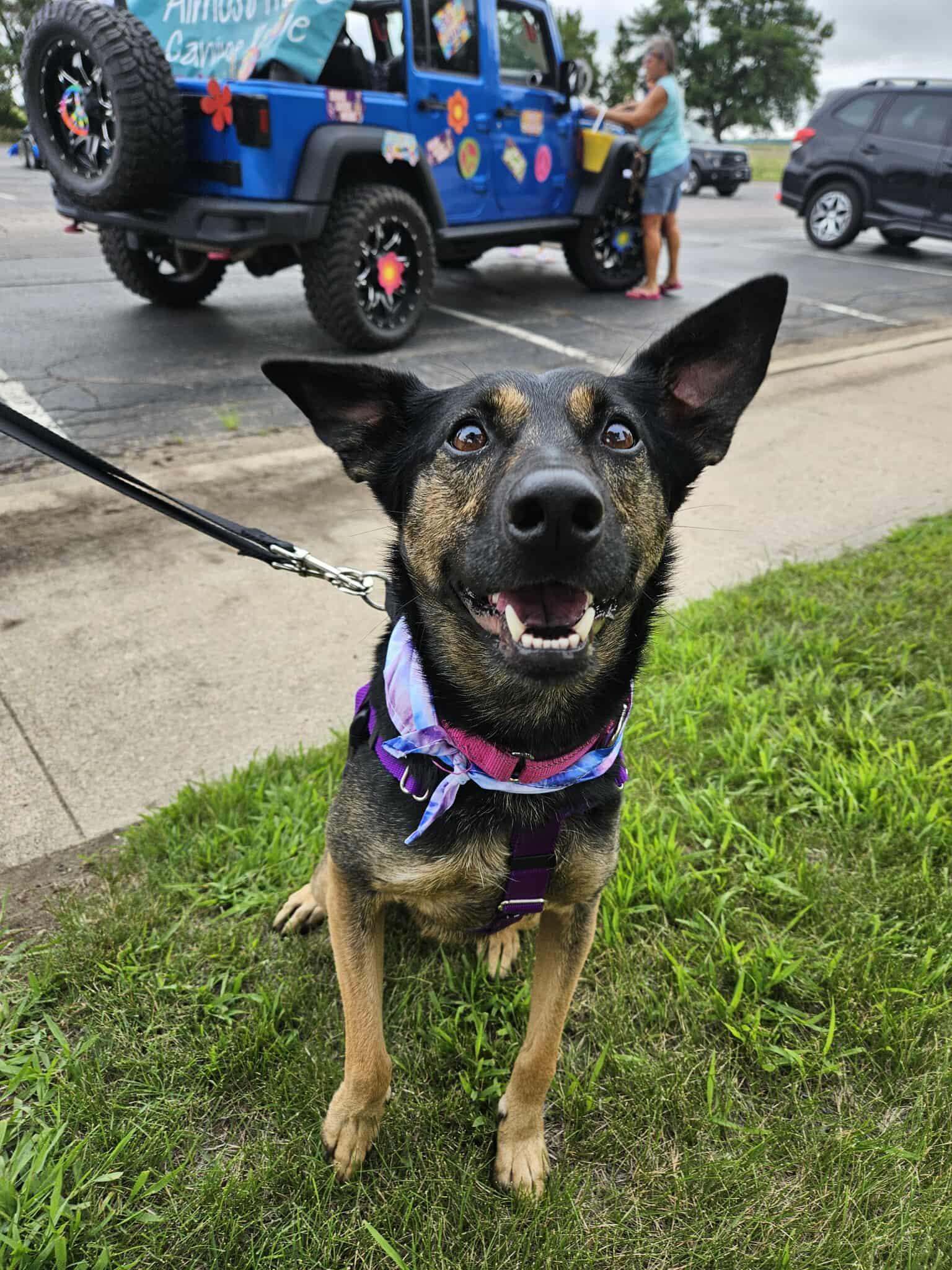 Millie, an adoptable Mixed Breed in Sioux Falls, SD, 57109 | Photo Image 2
