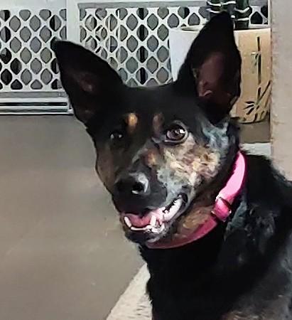 Millie, Adult Female unknown