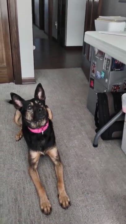 Enlarge Millie, a Adoptable Mixed Breed in Sioux Falls, SD video 6/6