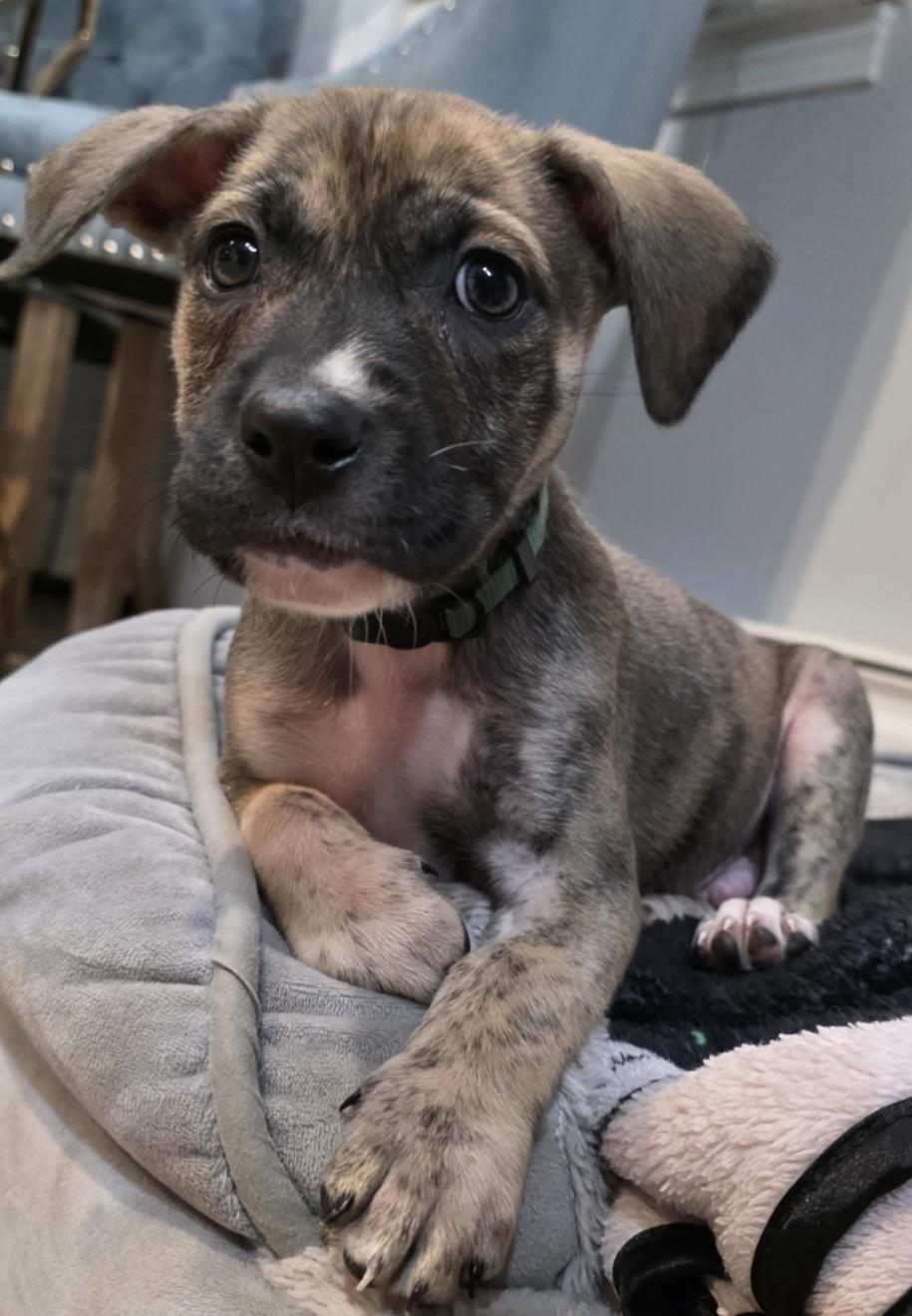 Paulie - The Petite Prince, an adoption pending mixed breed in PROVIDENCE, RI image 1/6