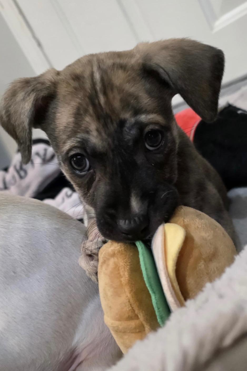 Paulie - The Petite Prince, an adoption pending mixed breed in PROVIDENCE, RI image 4/6