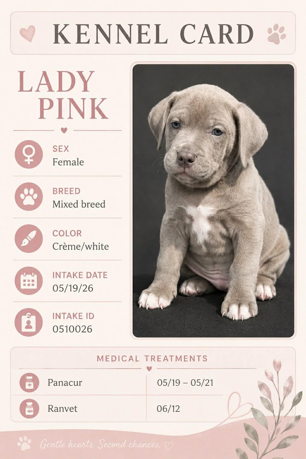 Enlarge Lady Pink, an adopted mixed breed in Ashland, KY image 1/1