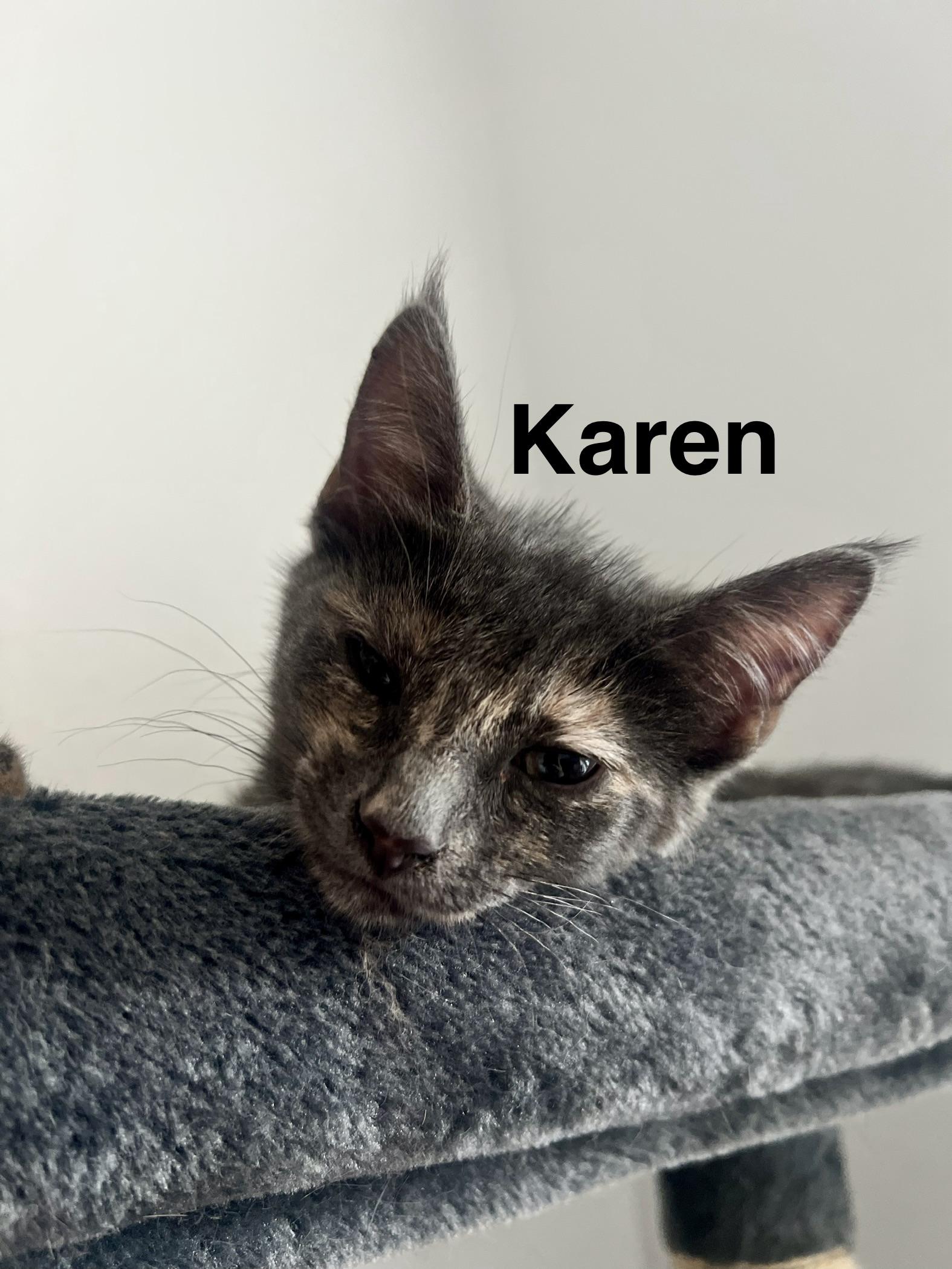 Karen, a Adoptable Dilute Calico in Queen Creek, AZ image 1/4