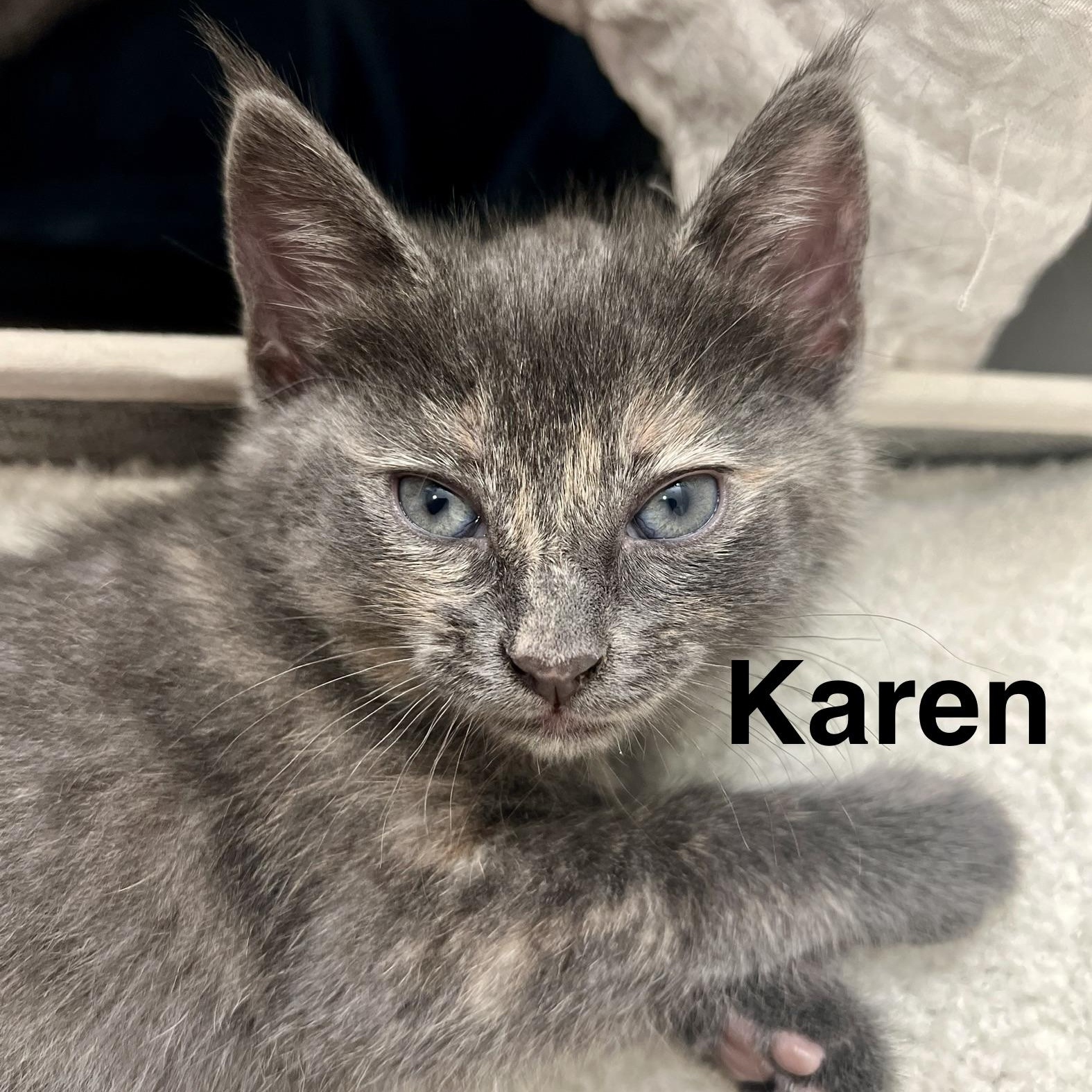 Karen, Adoptable, Kitten Female Dilute Calico.