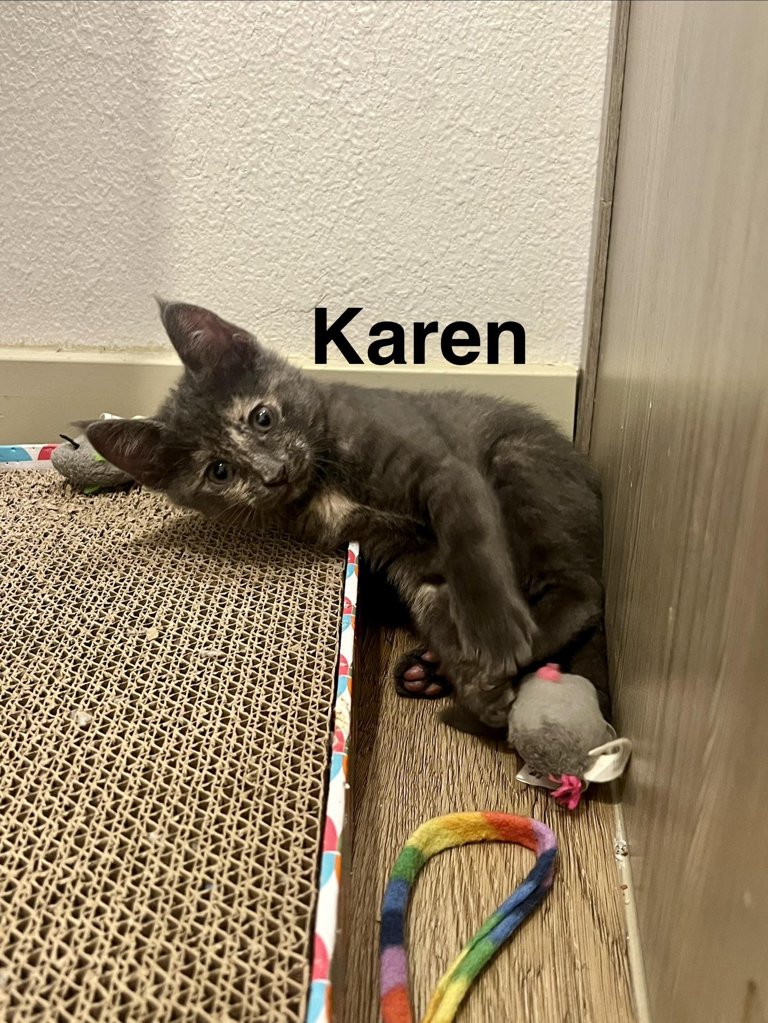 Karen, a Adoptable Dilute Calico in Queen Creek, AZ image 4/4