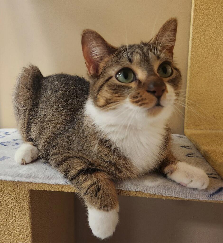 Enlarge Penny, a ADOPTABLE Domestic Short Hair in Barrington Hills, IL image 1/5