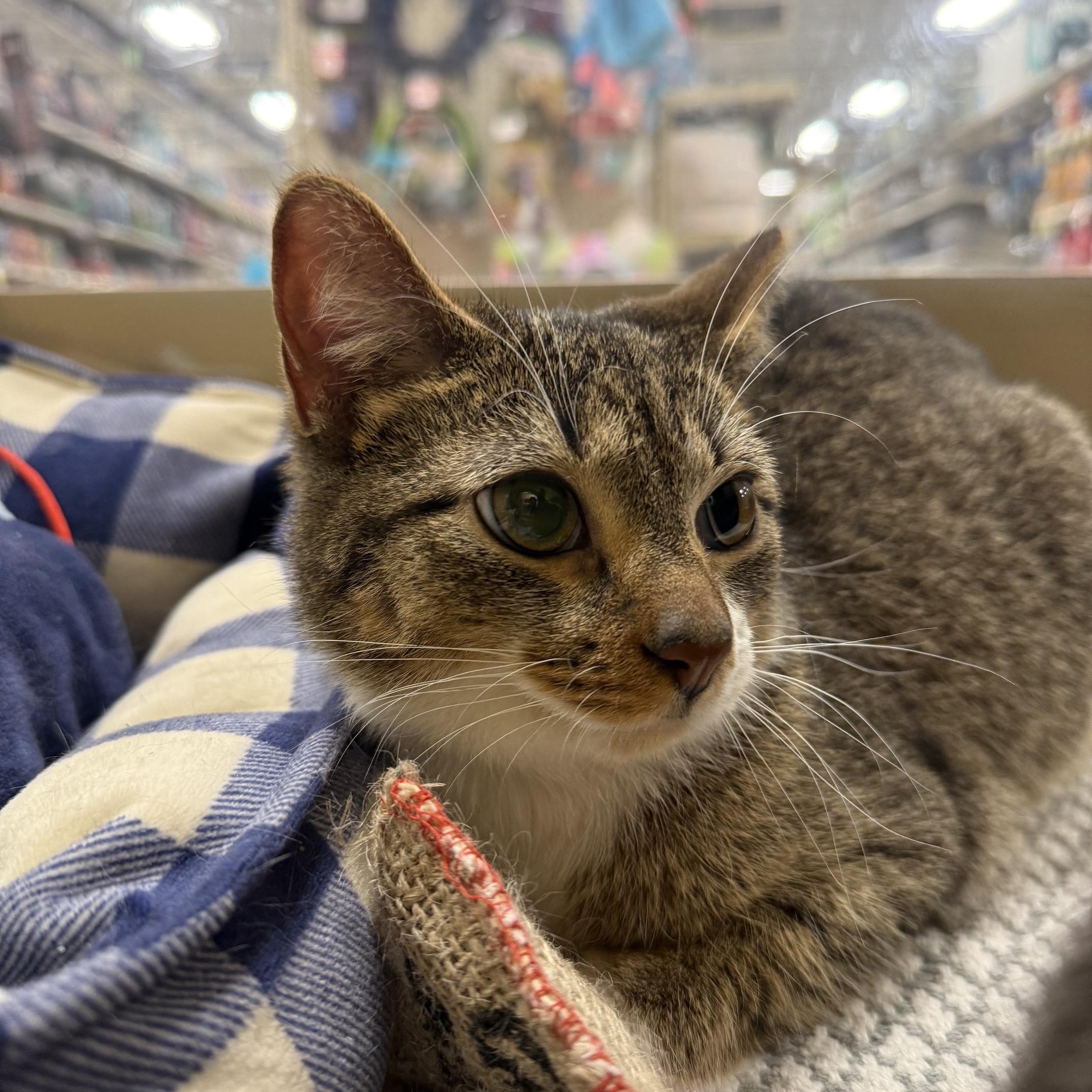 Enlarge Penny, a ADOPTABLE Domestic Short Hair in Barrington Hills, IL image 3/5