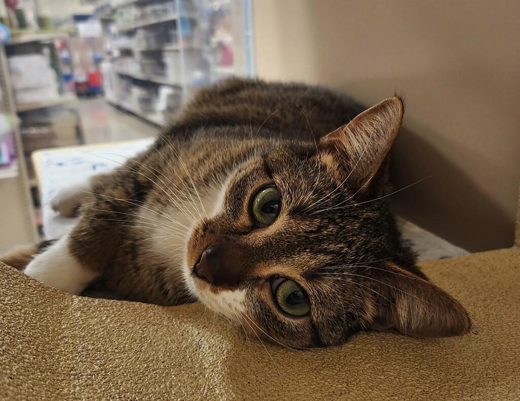 Enlarge Penny, a ADOPTABLE Domestic Short Hair in Barrington Hills, IL image 4/5
