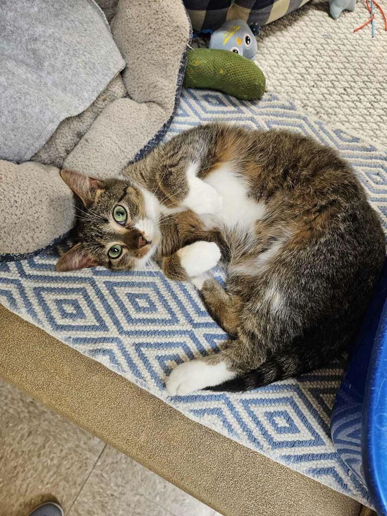 Enlarge Penny, a ADOPTABLE Domestic Short Hair in Barrington Hills, IL image 2/5
