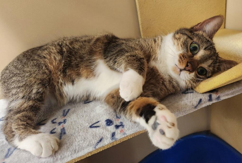 Enlarge Penny, a ADOPTABLE Domestic Short Hair in Barrington Hills, IL image 5/5