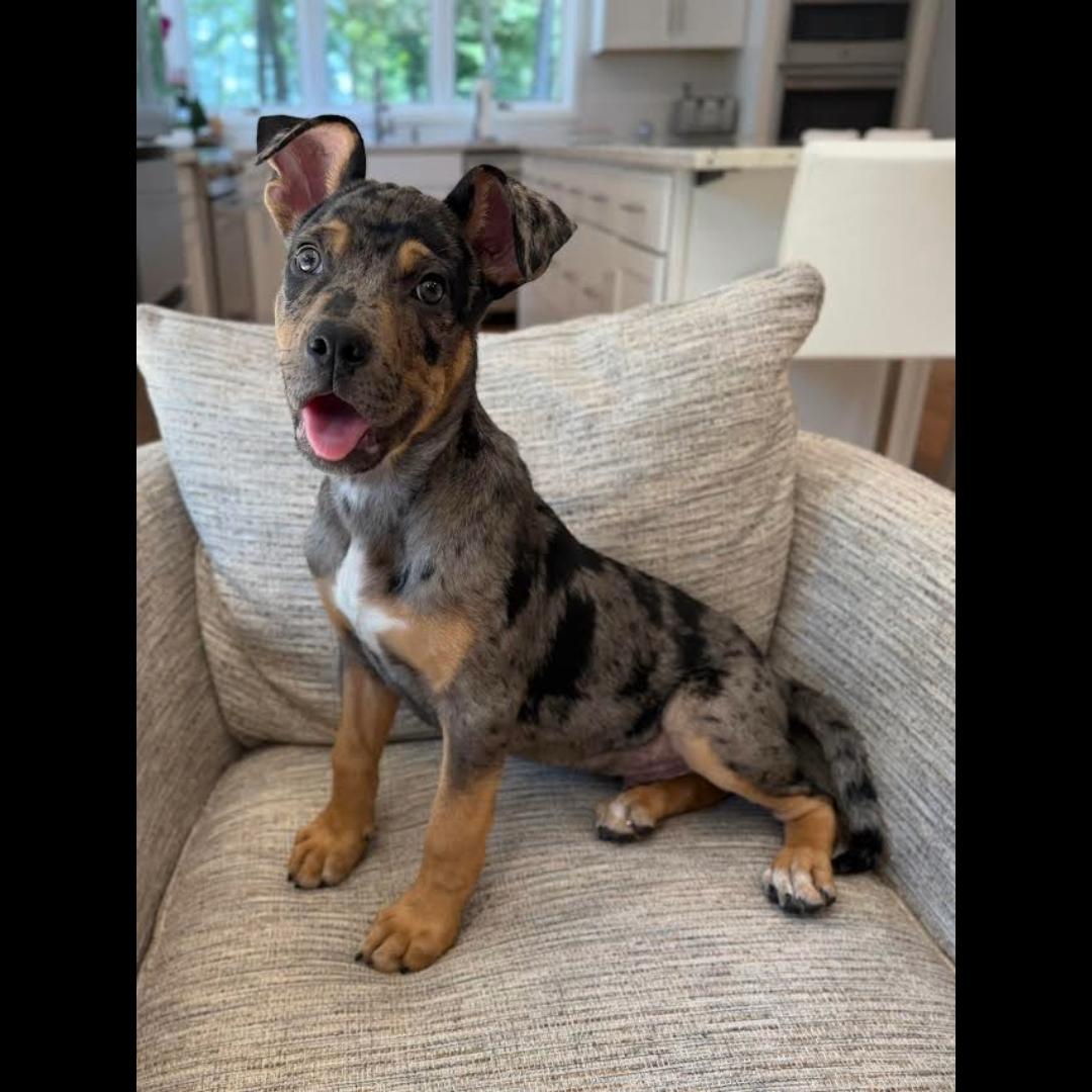 Lyft, a ADOPTABLE mixed breed in Midlothian, VA image 2/4