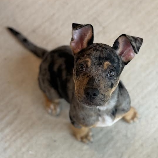 Lyft, a ADOPTABLE mixed breed in Midlothian, VA image 3/4