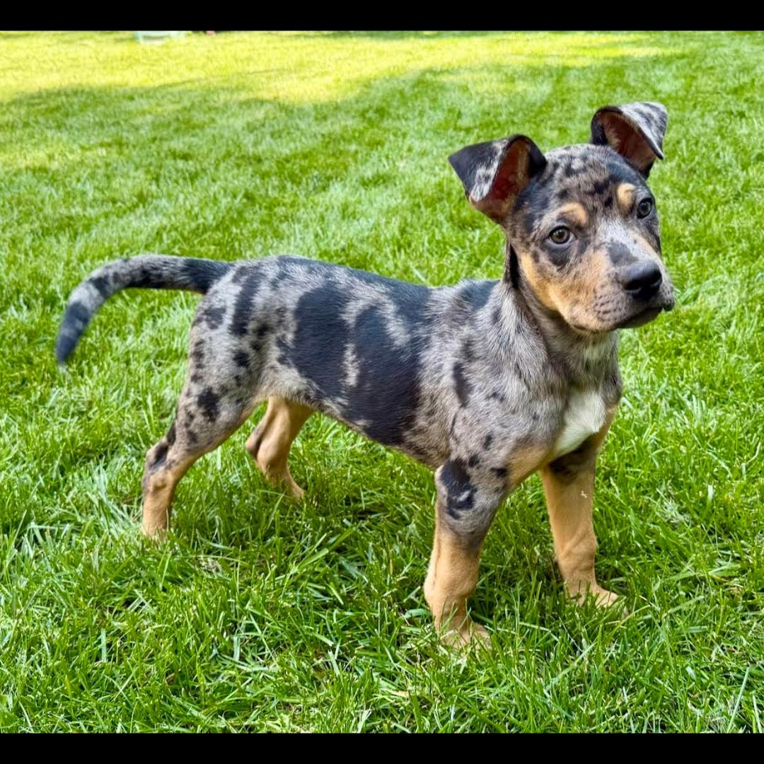 Lyft, a ADOPTABLE mixed breed in Midlothian, VA image 1/4