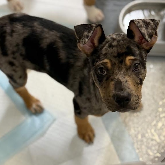 Lyft, a ADOPTABLE mixed breed in Midlothian, VA image 4/4