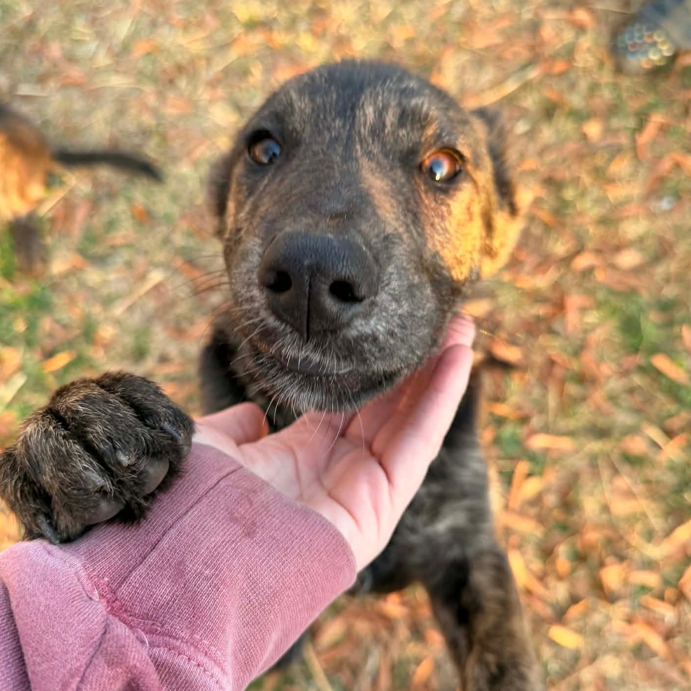 Diamond, adopted, Puppy Female German Shepherd Dog.