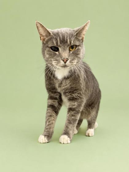Mossy, Adoptable, Adult Female Domestic Short Hair & Domestic Short Hair.