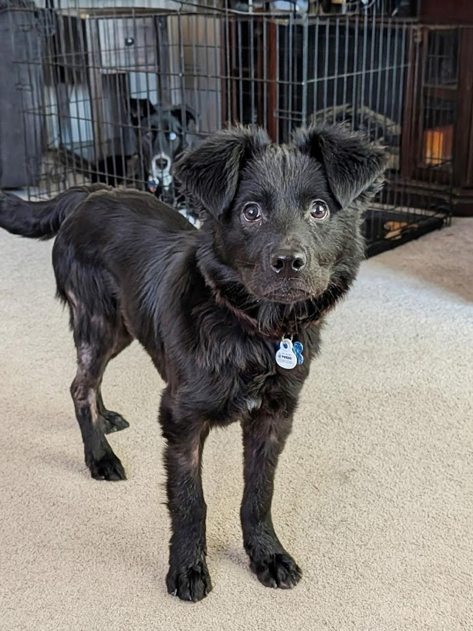 Enlarge Wolfie, a ADOPTABLE mixed breed in Broomfield, CO image 1/6