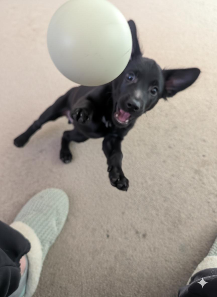 Enlarge Wolfie, a ADOPTABLE mixed breed in Broomfield, CO image 5/6