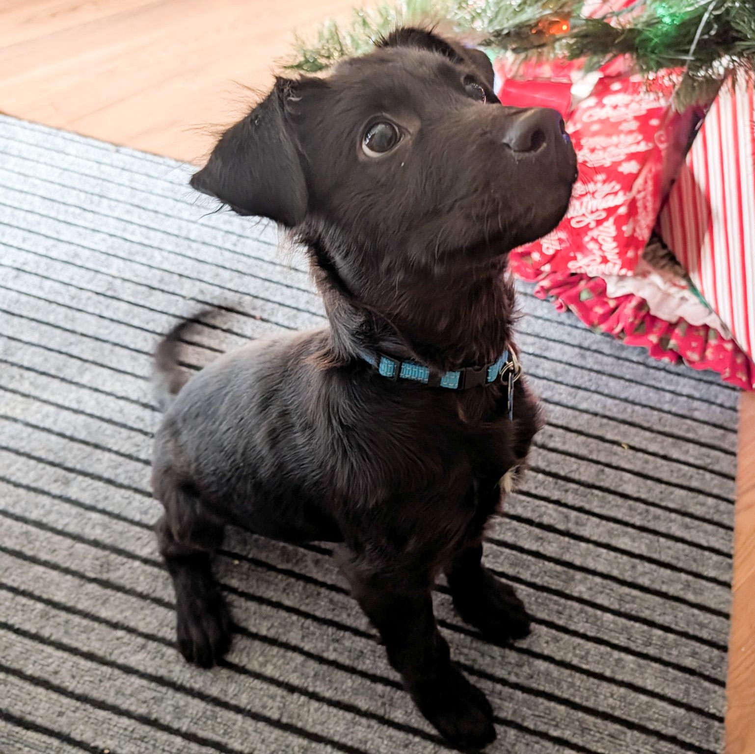 Enlarge Wolfie, a ADOPTABLE Labrador Retriever in Broomfield, CO image 1/6