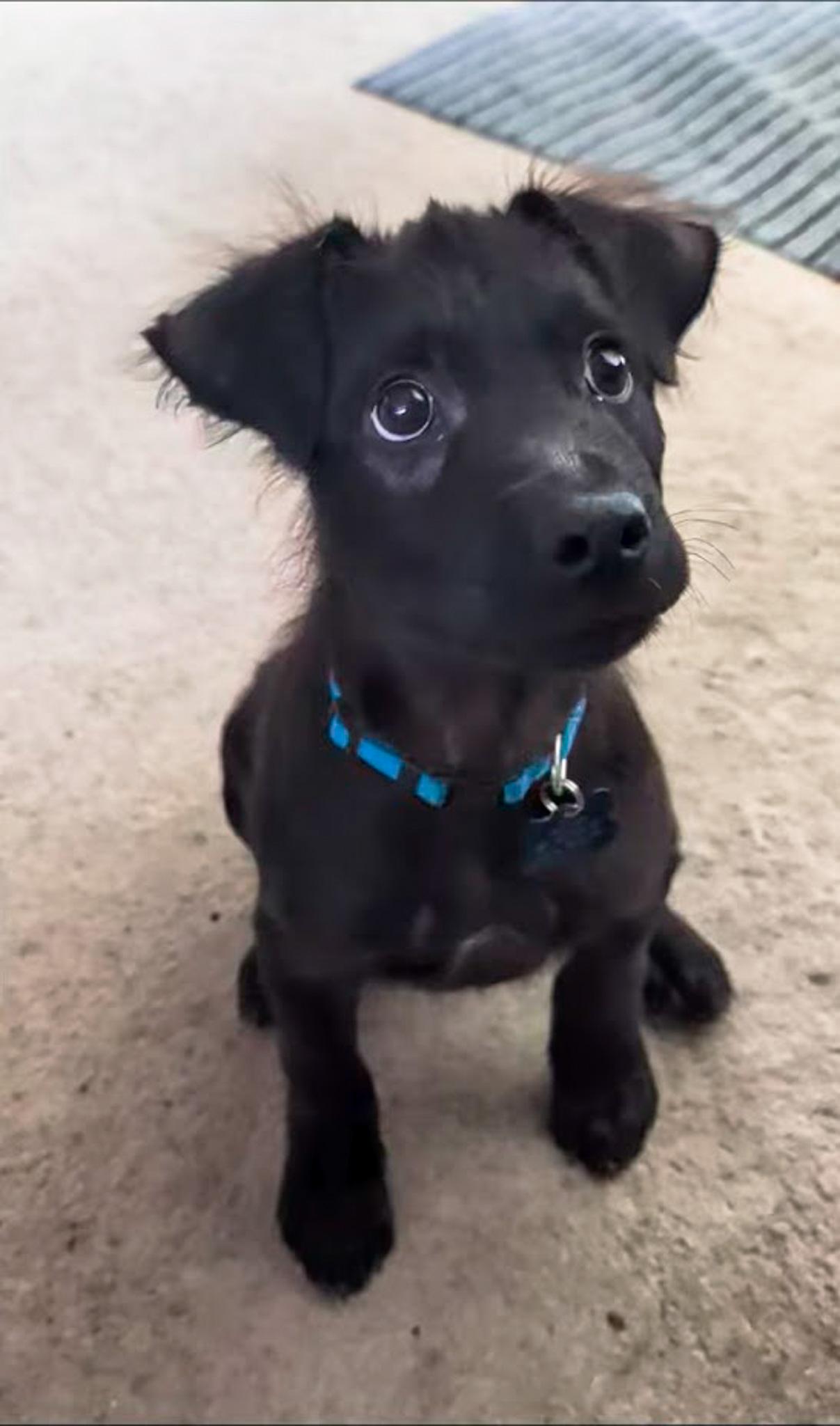 Enlarge Wolfie, a ADOPTABLE Labrador Retriever in Broomfield, CO image 3/6